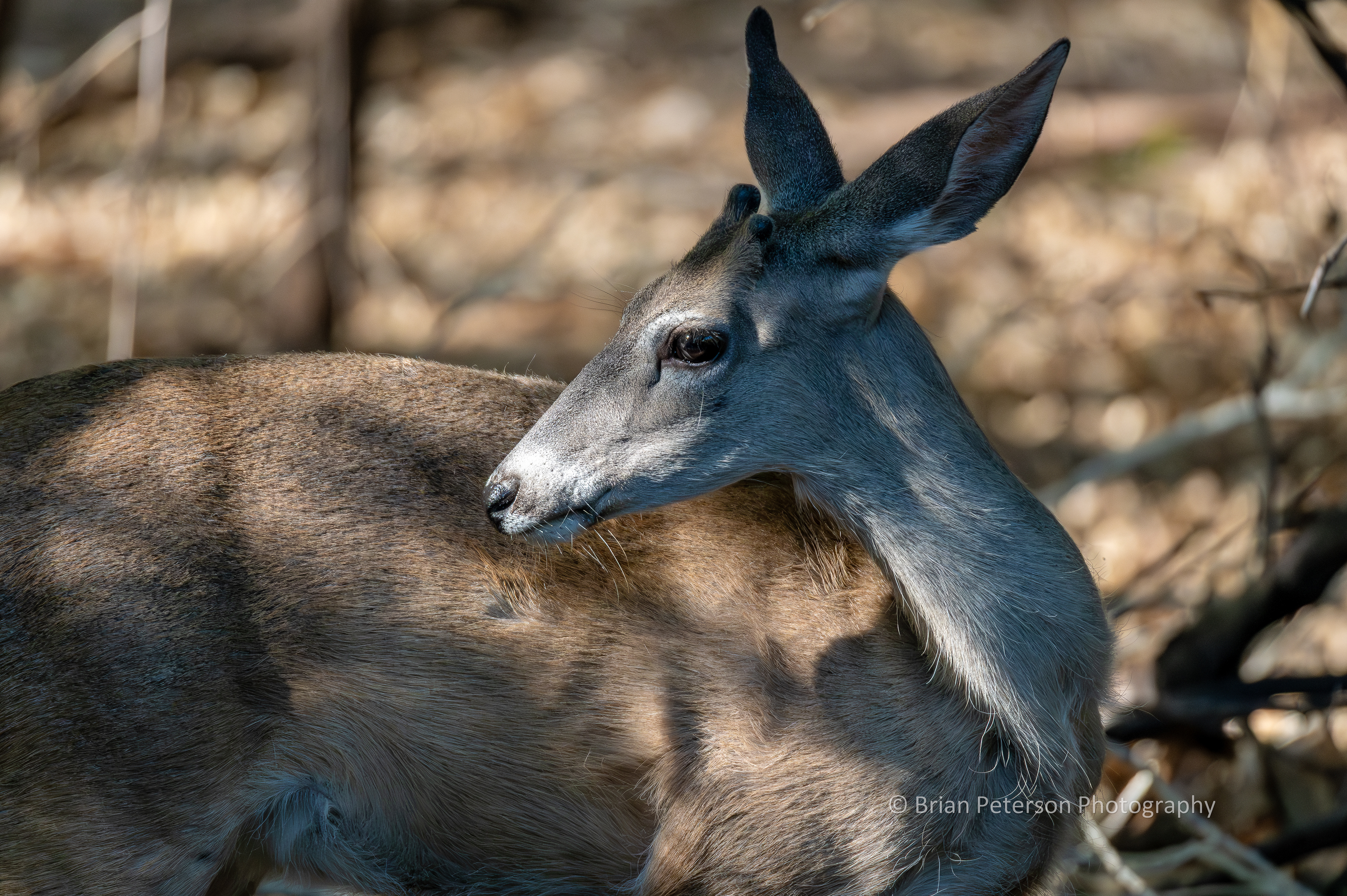 Buck mule deer in the woods.