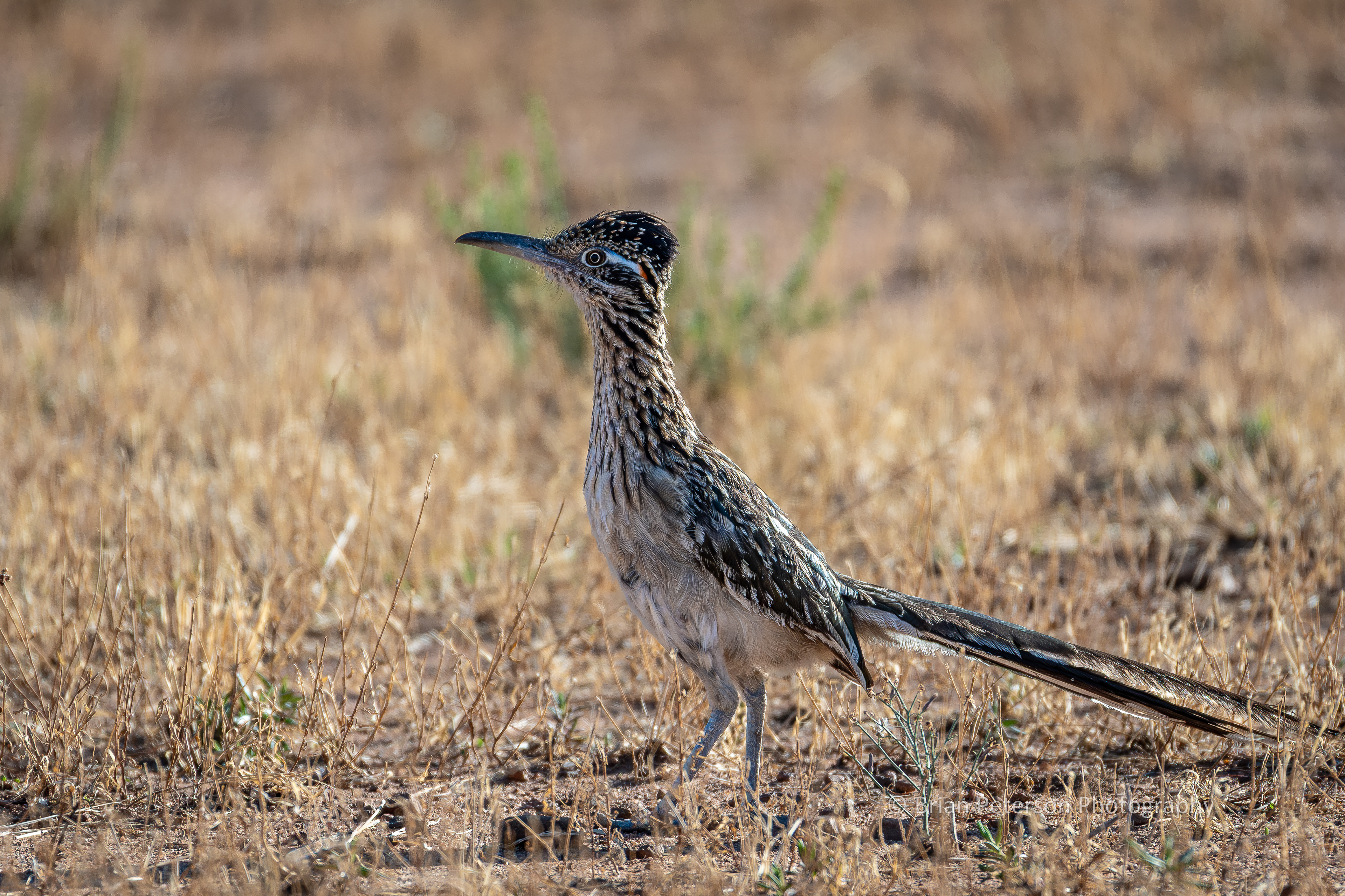 Roadrunner on the hunt for things to kill.