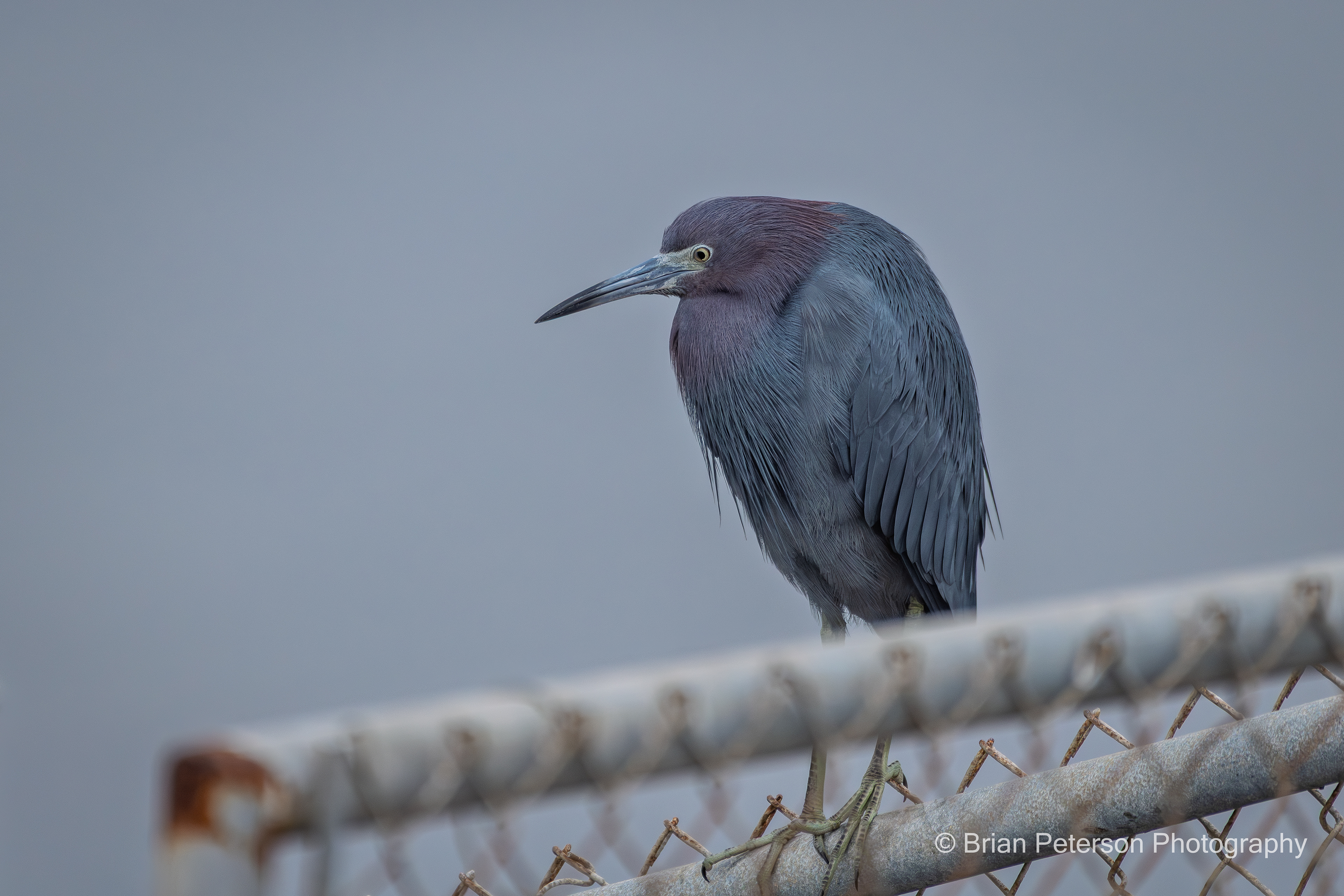 Reddish egret
