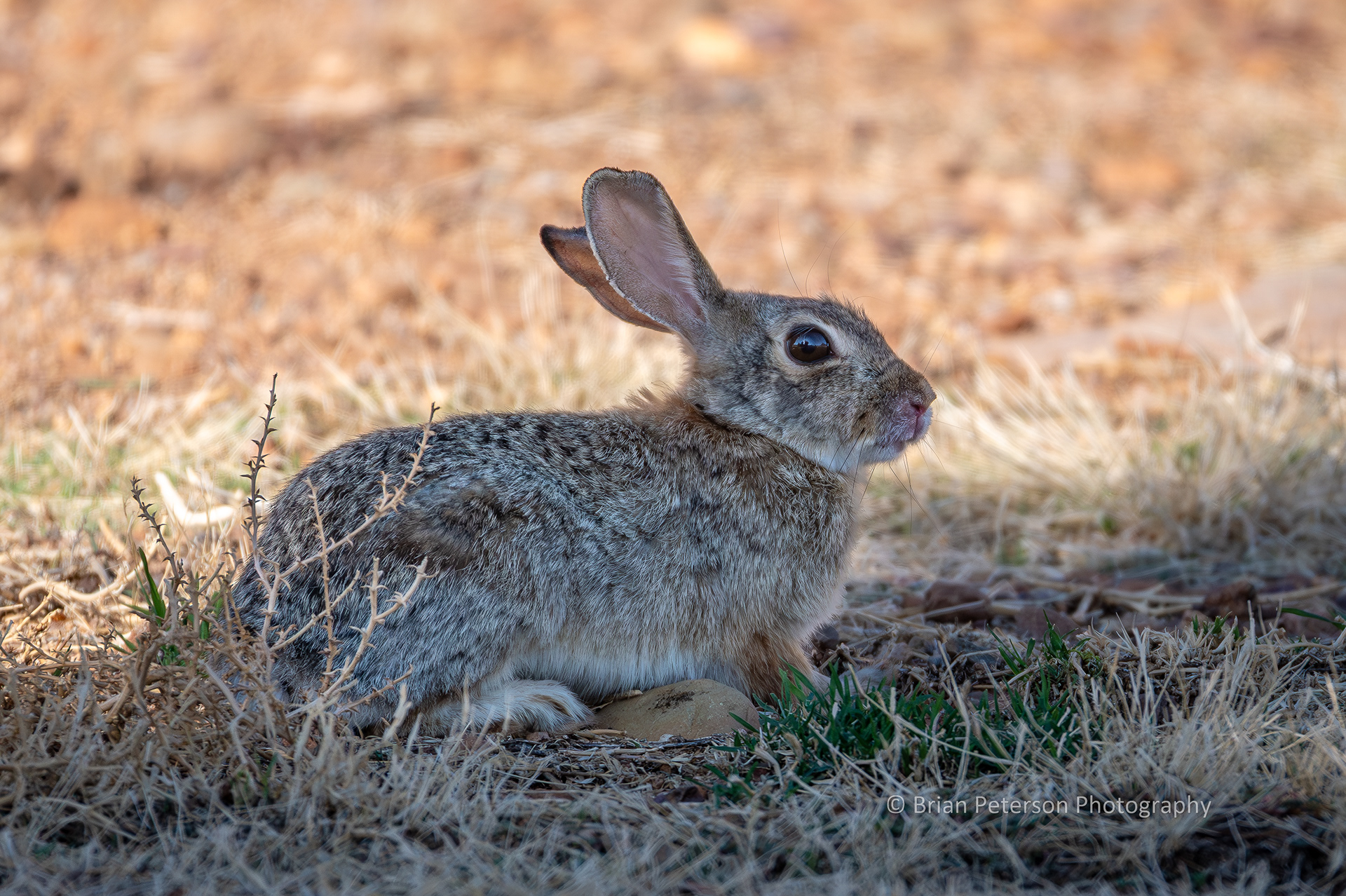 Cottontail rabbit securely hiding in the shadow.