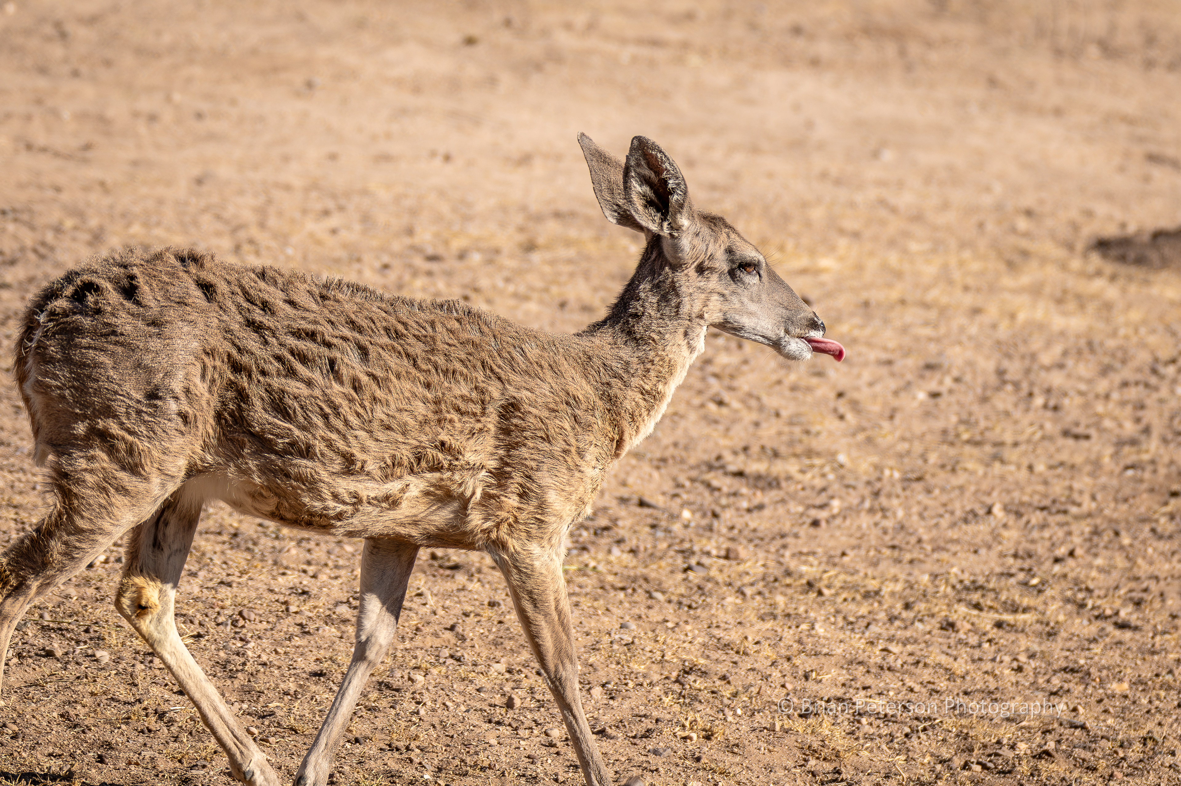 Deer walking away with her tongue out.