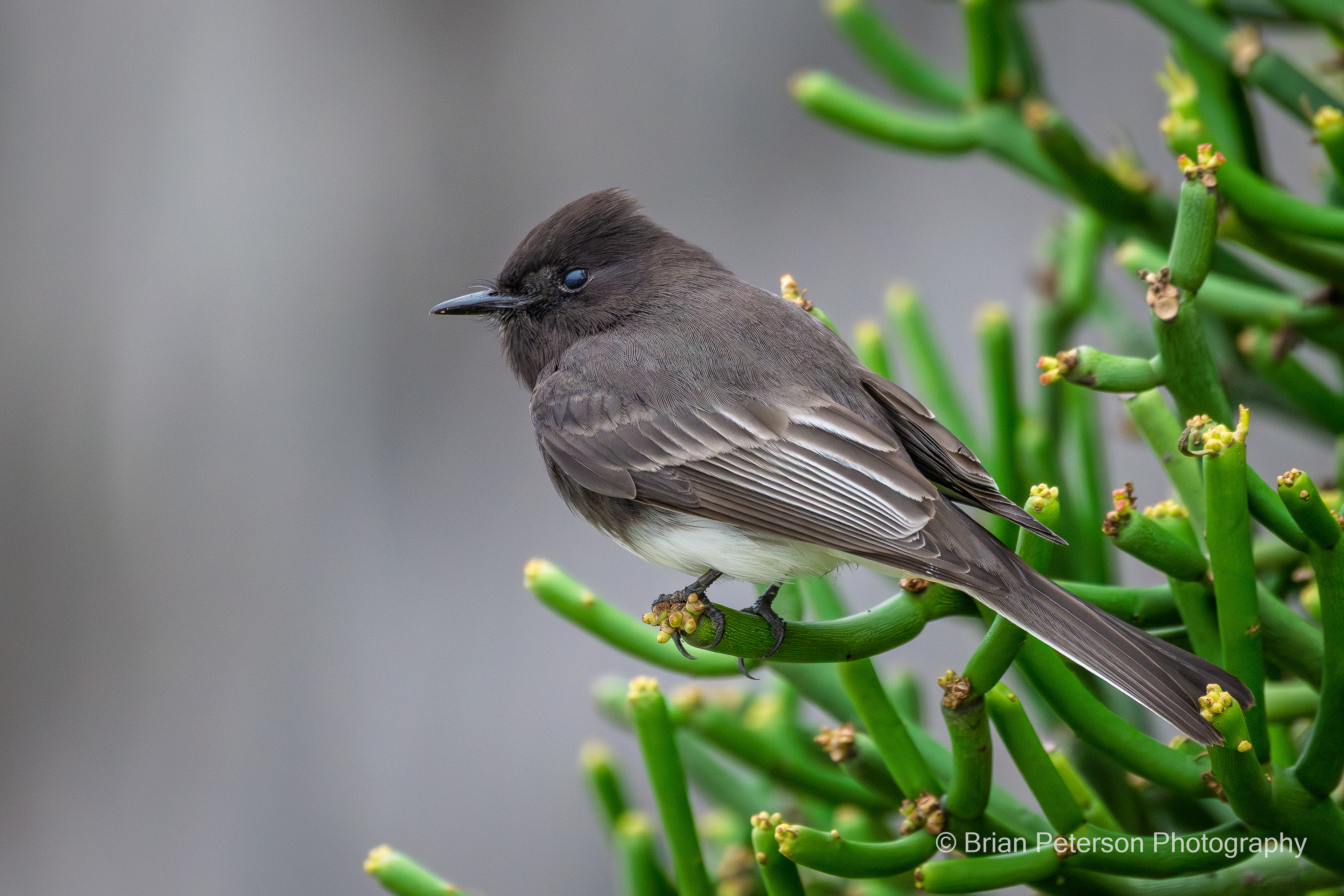 Black phoebe