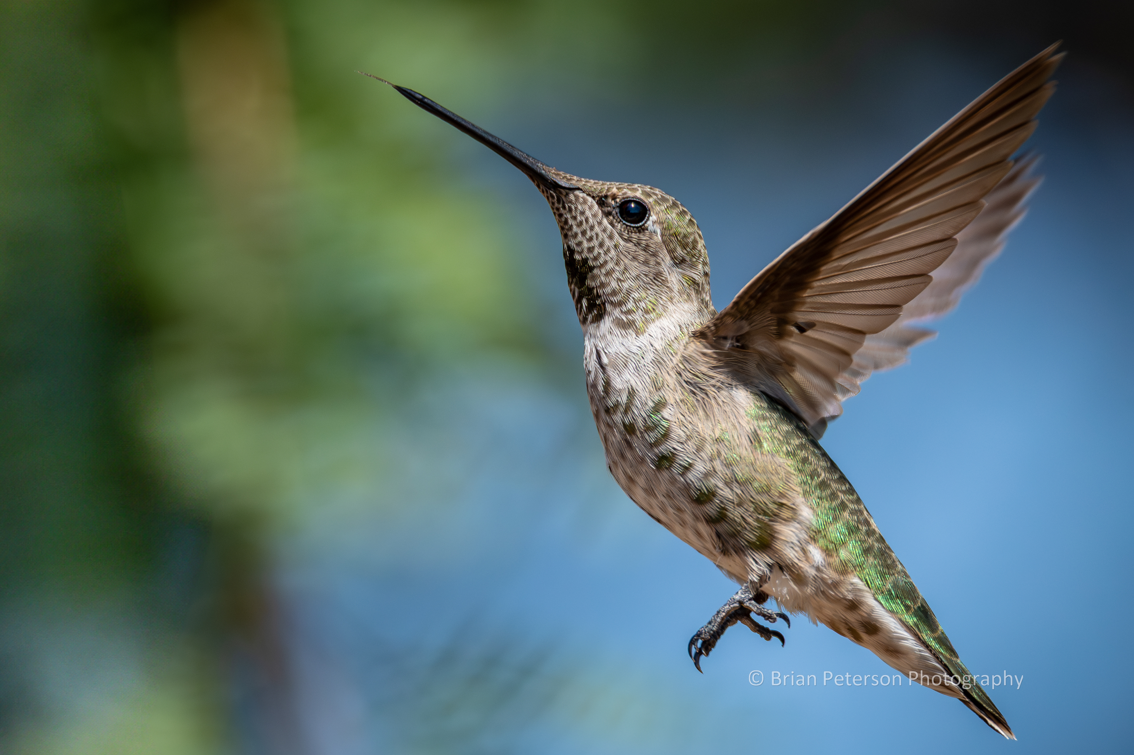 Female Anna's hummingbird flying in her natural environment with her tongue out.