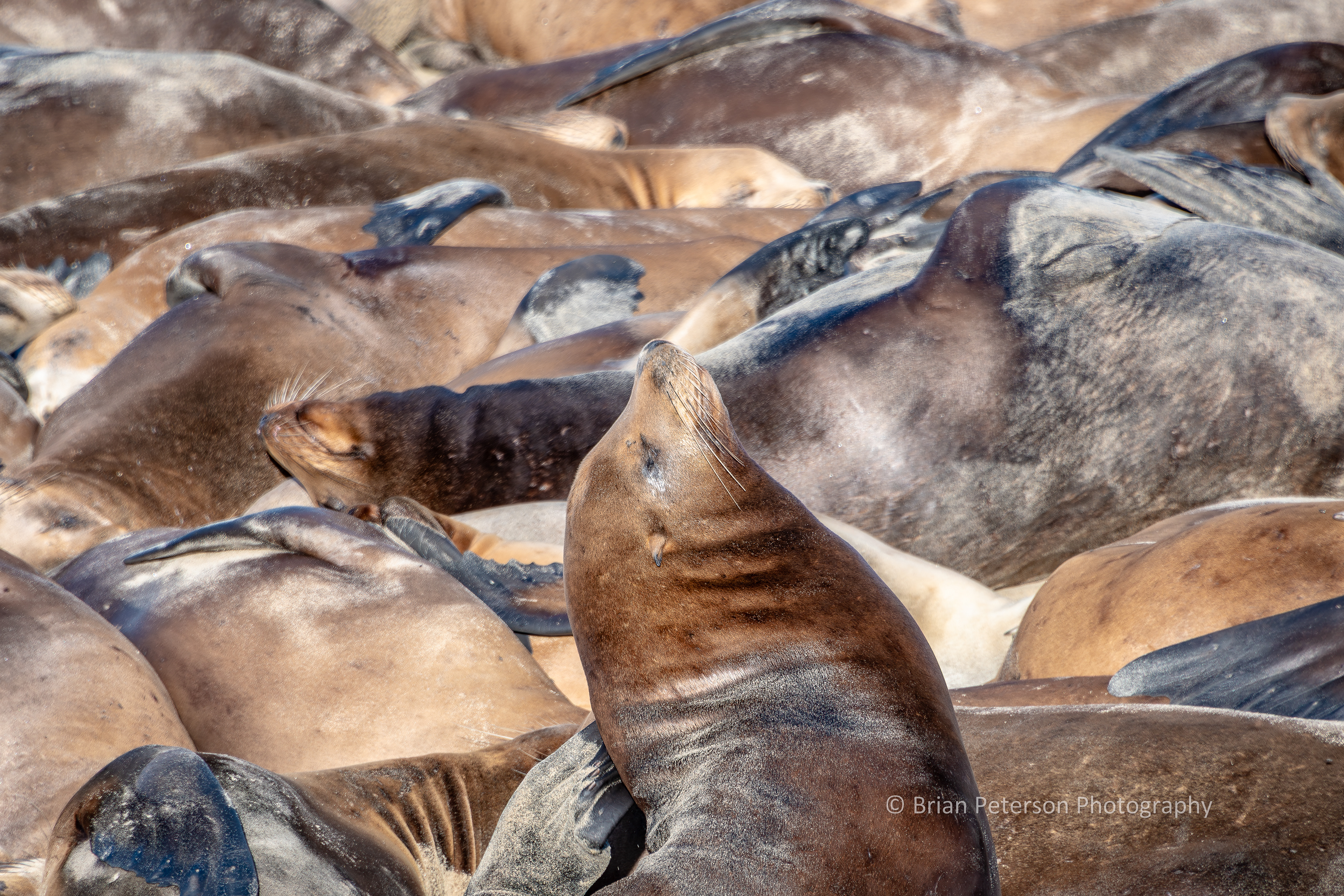 DSC_1676: Whole Lotta Sea Lions. Sleeping on the beach near Monterey Wharf.