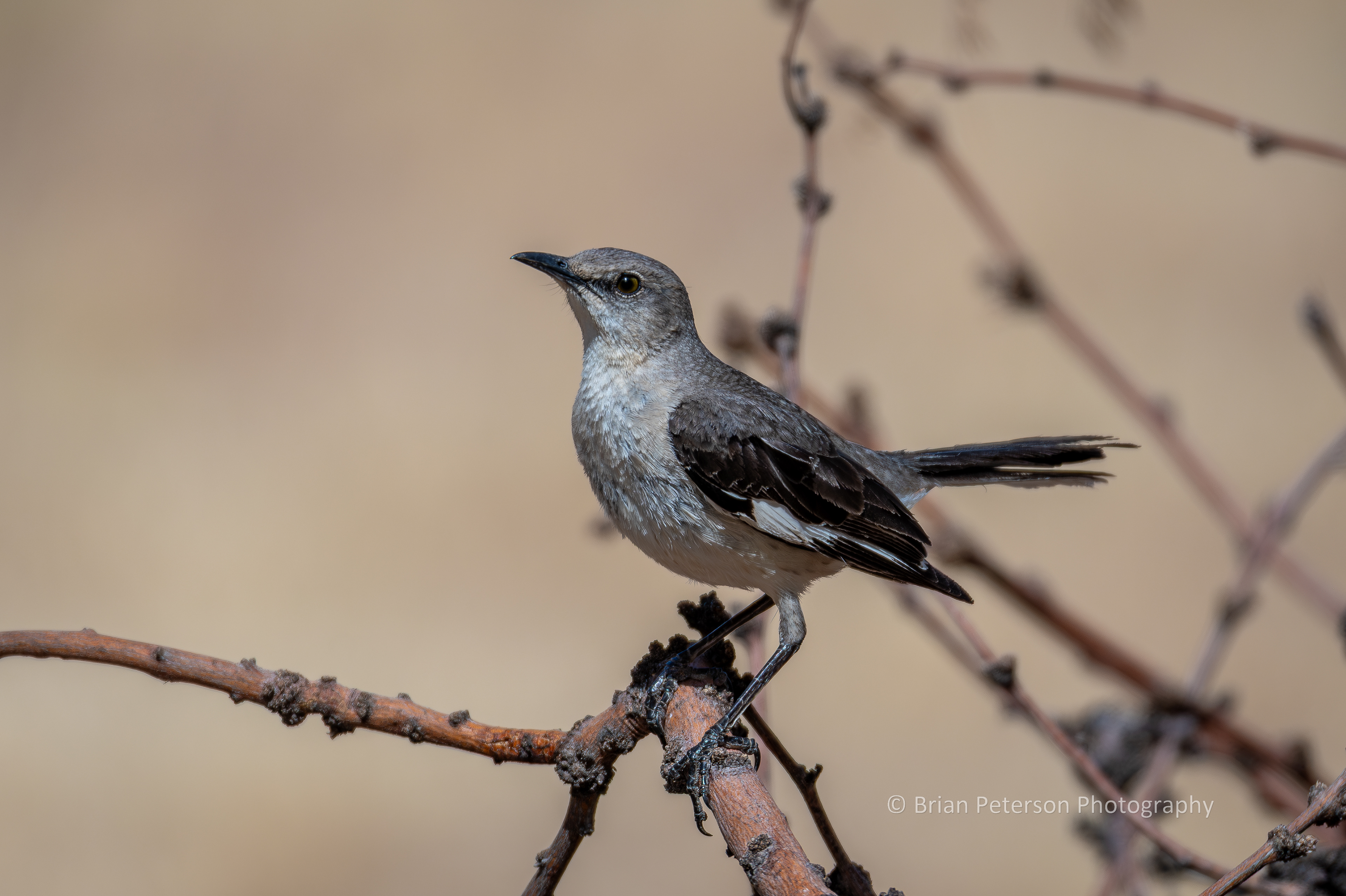 Northern mockingbird posing on the habitat pile.