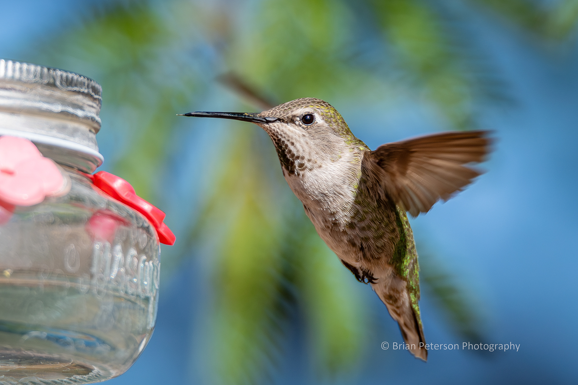 Female Anna's hummingbird flying in her natural environment.