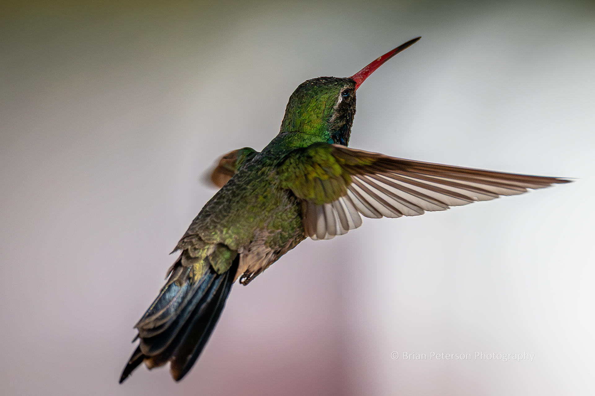 Male broad-billed hummingbird flying in my backyard.