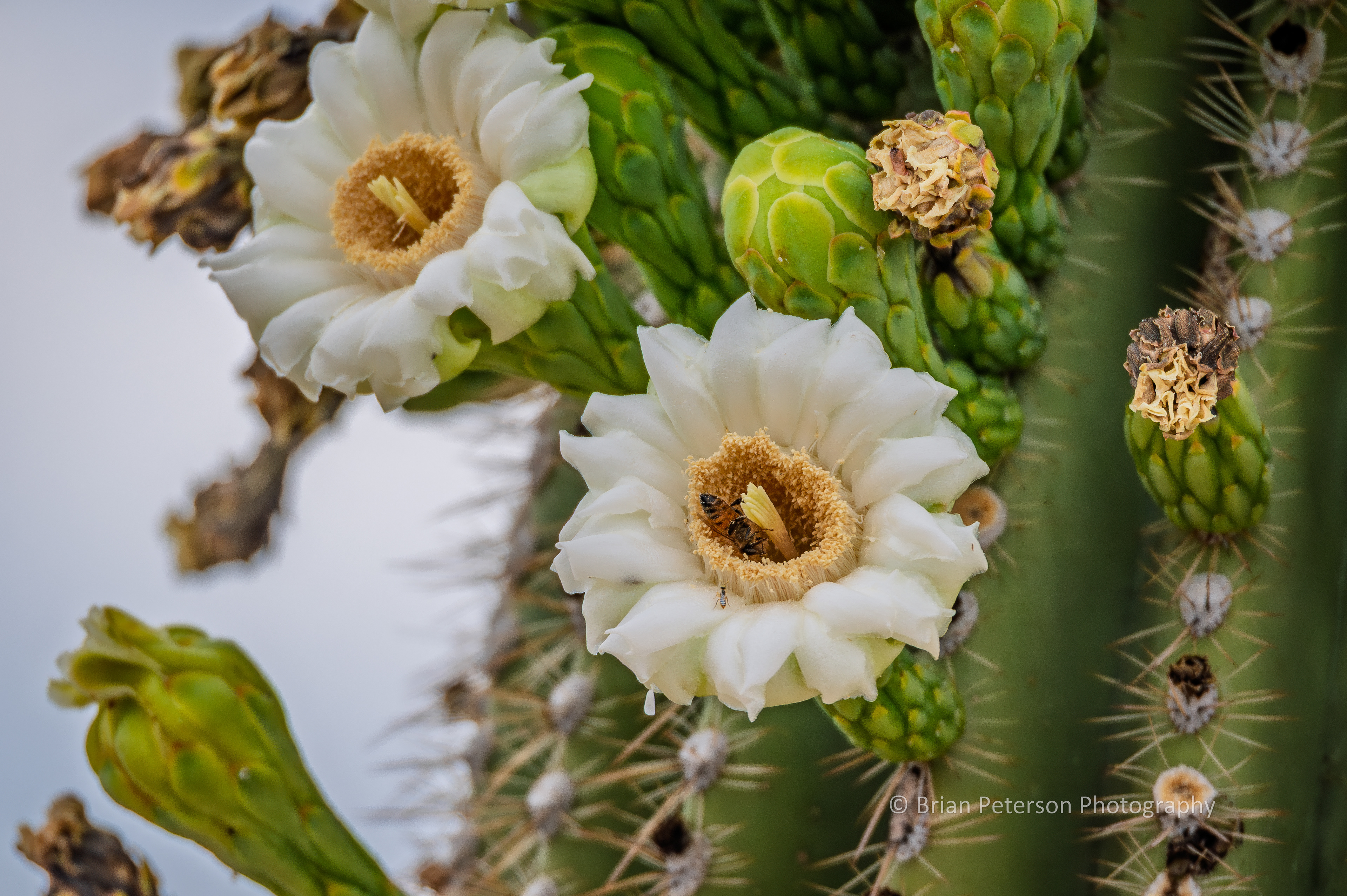 Saguaro blossom with a bee inside.