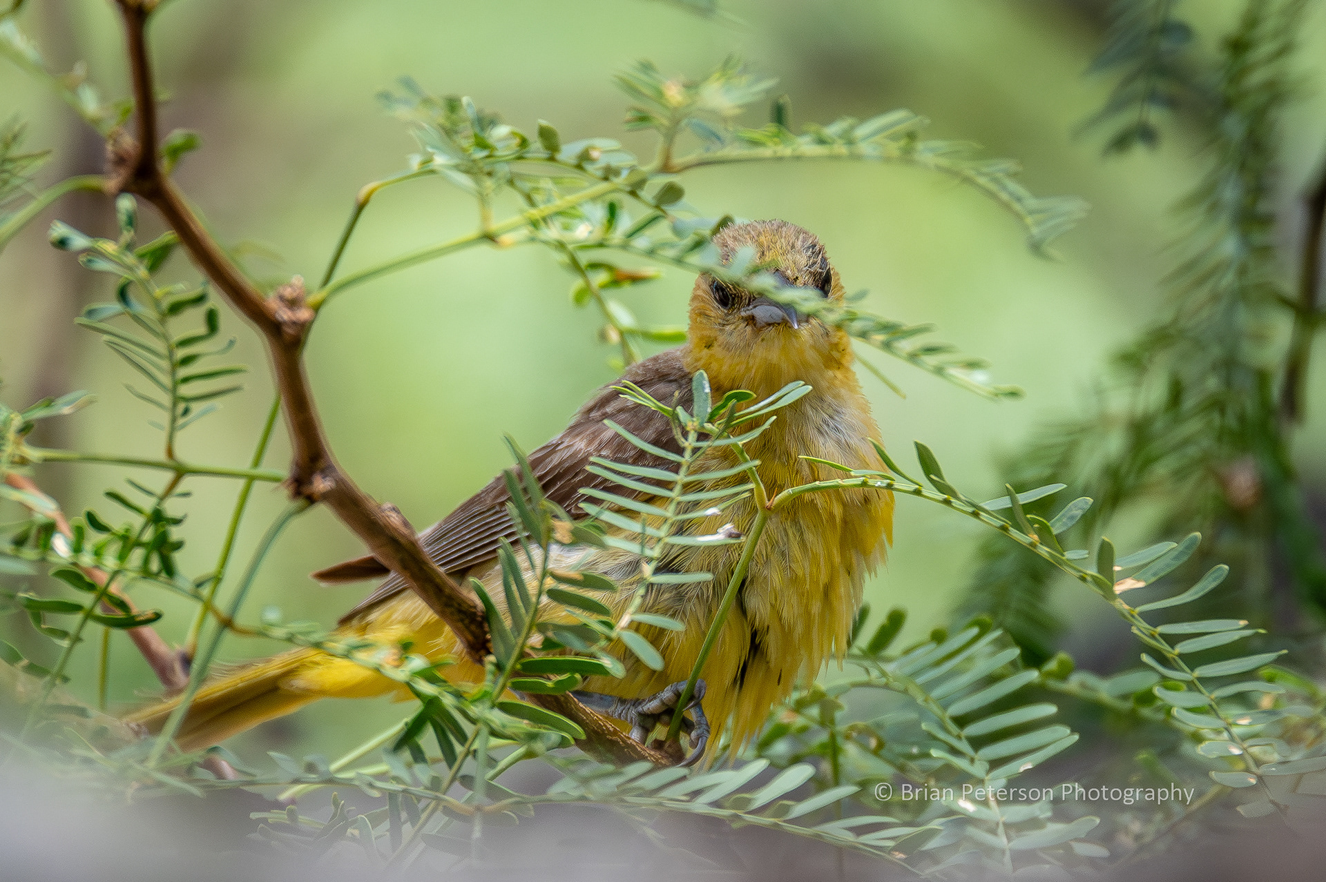 This is my nemesis bird: hooded oriole. This is a female staying as far away as possible in the mesquite tree.