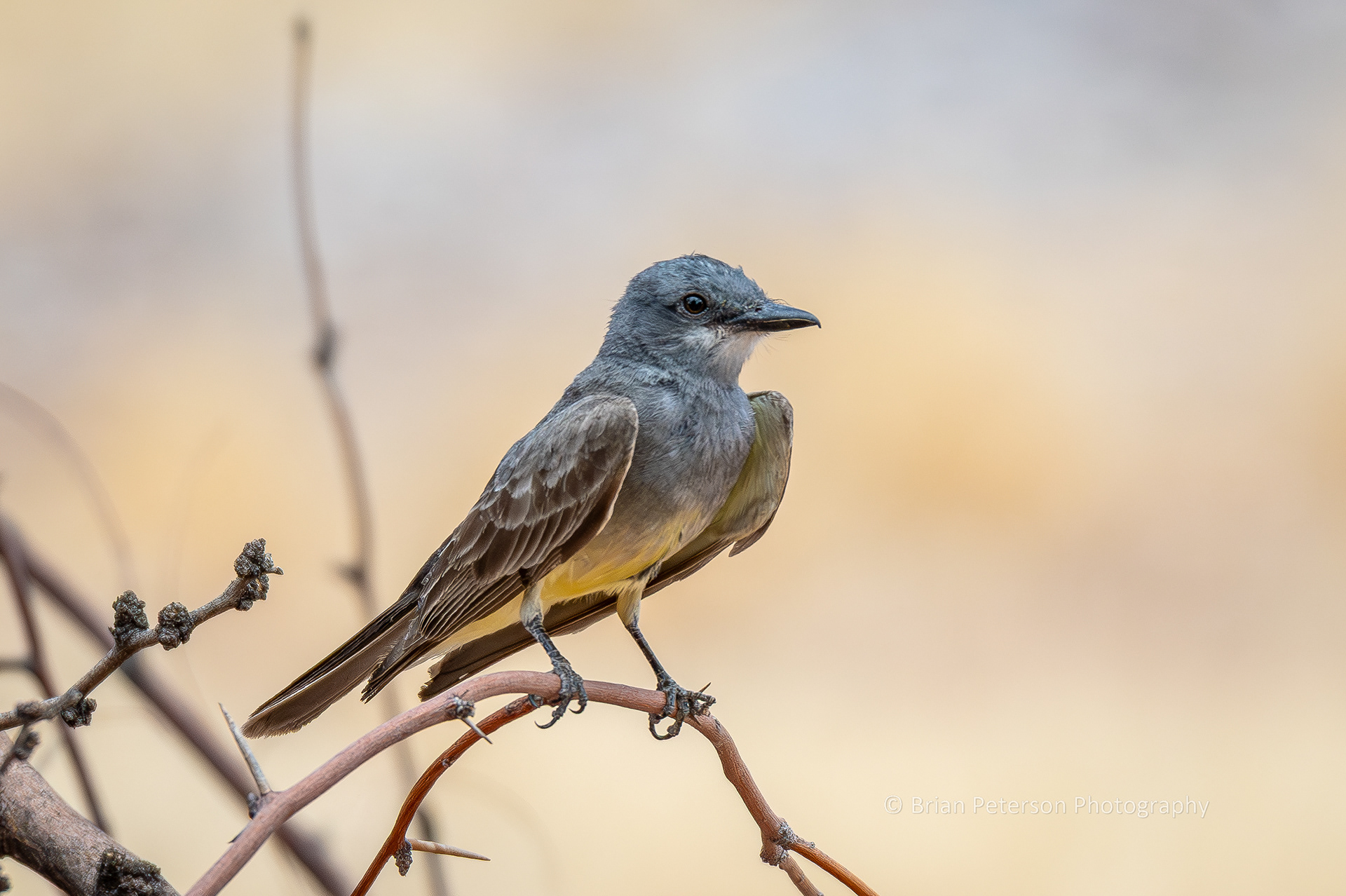 Cassin's kingbird perching on a habitat pile.