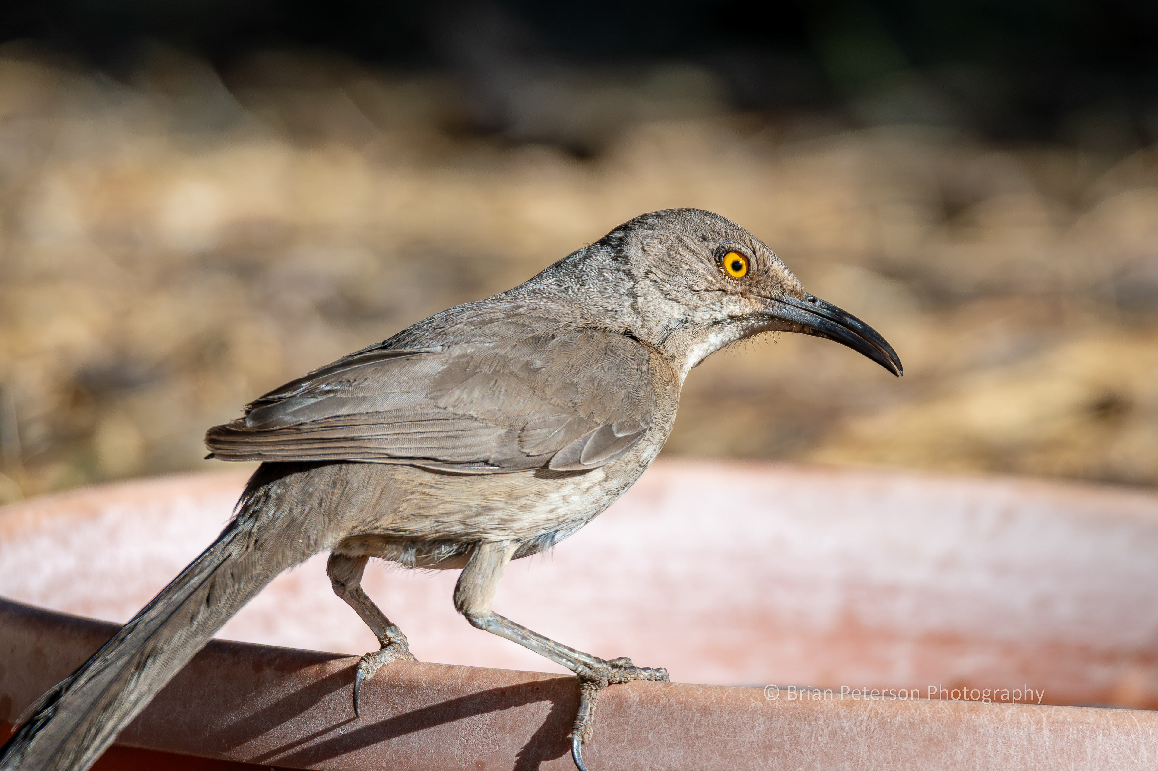 Curve-billed thrasher at one of our birdbaths on the ground.