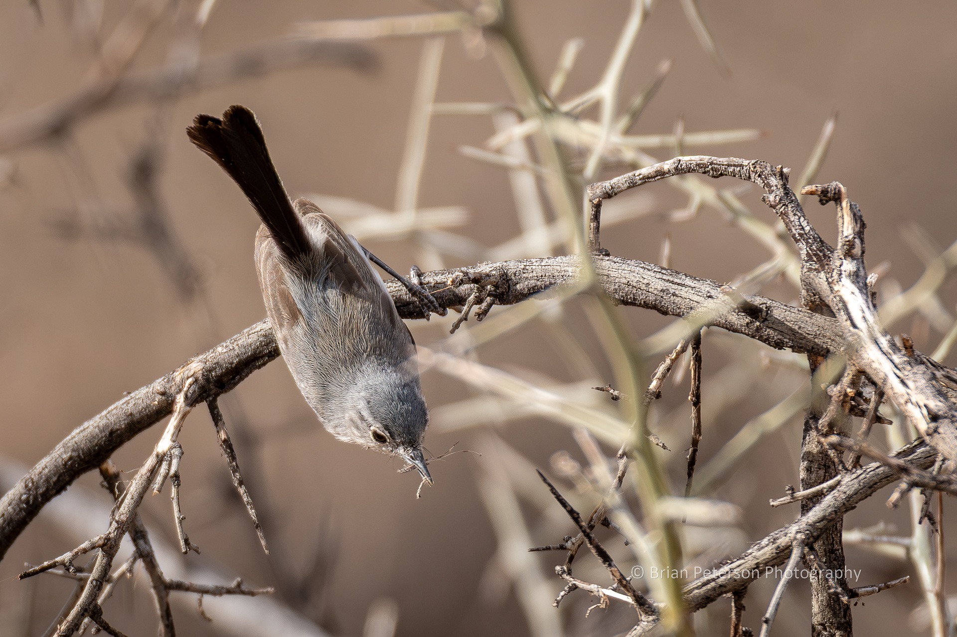 Black-tailed gnatcatcher.
