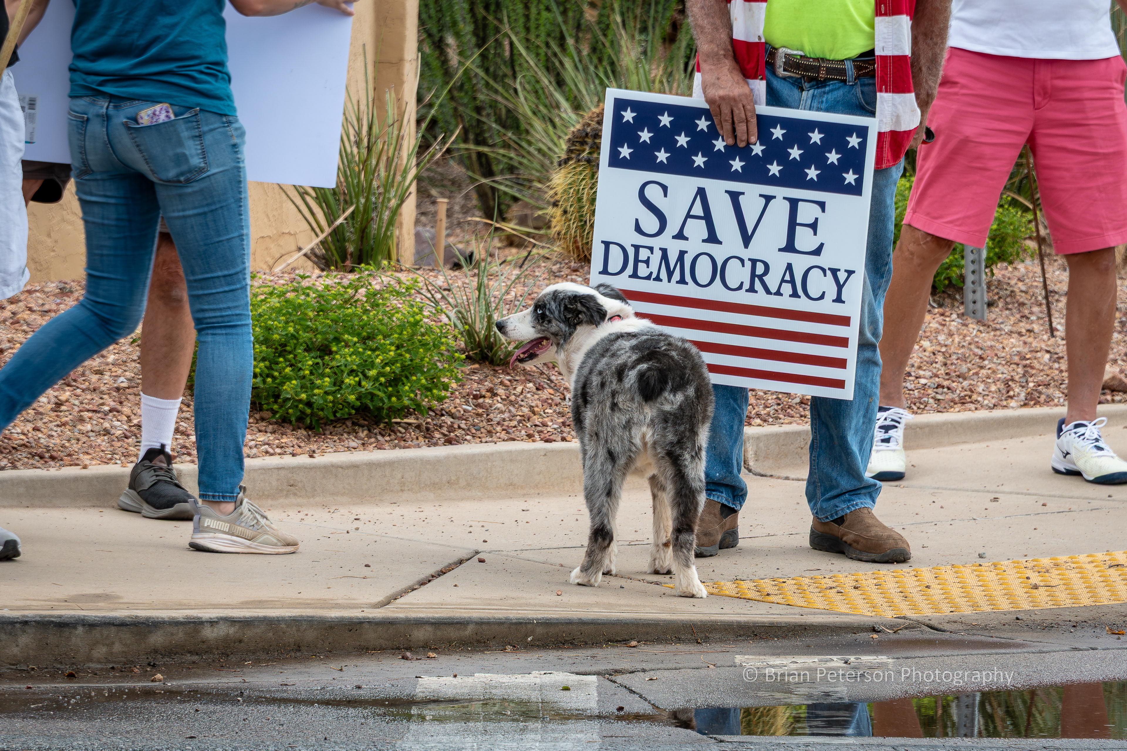 Protest dog.