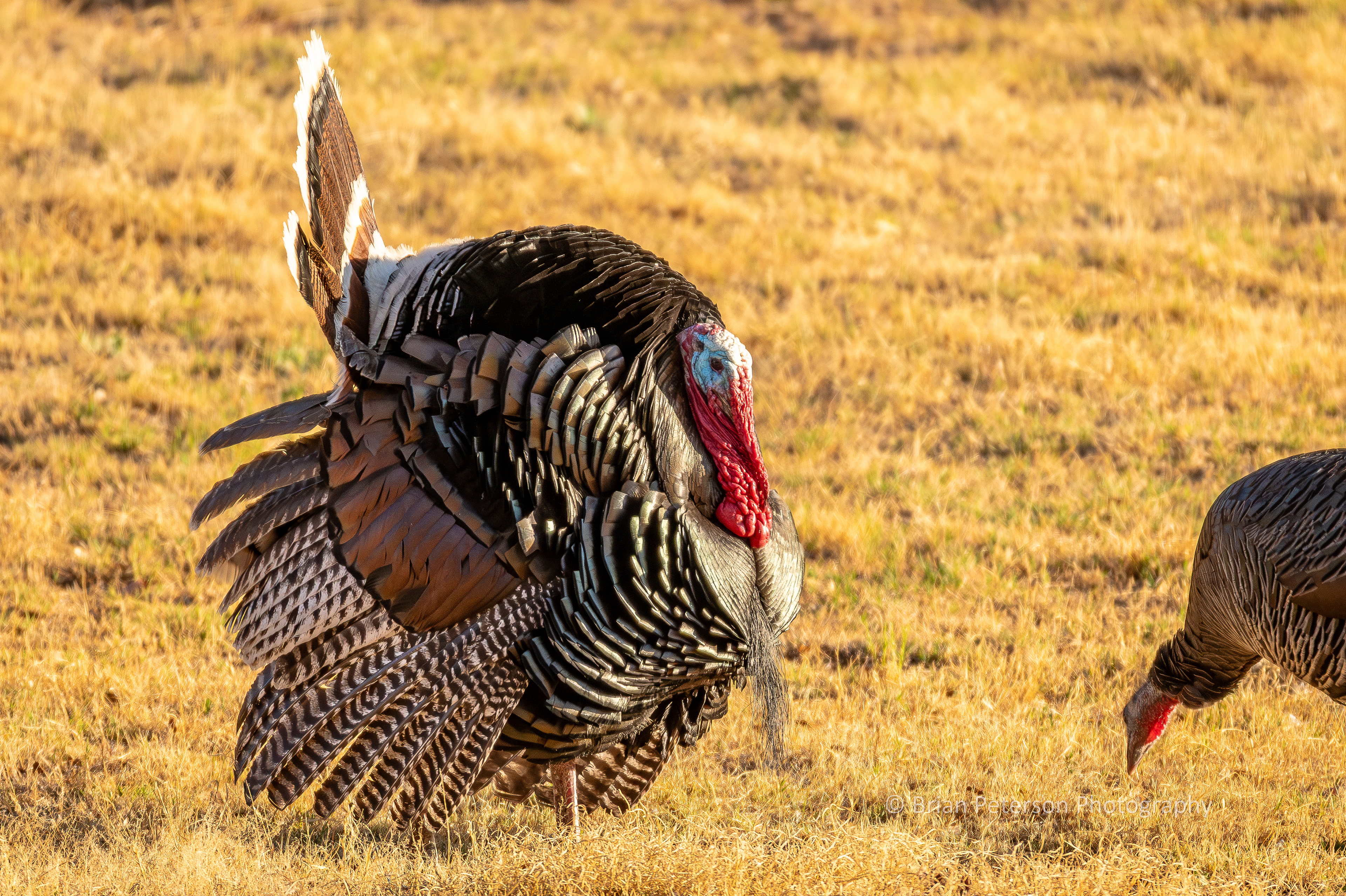 Wild turkey tom.