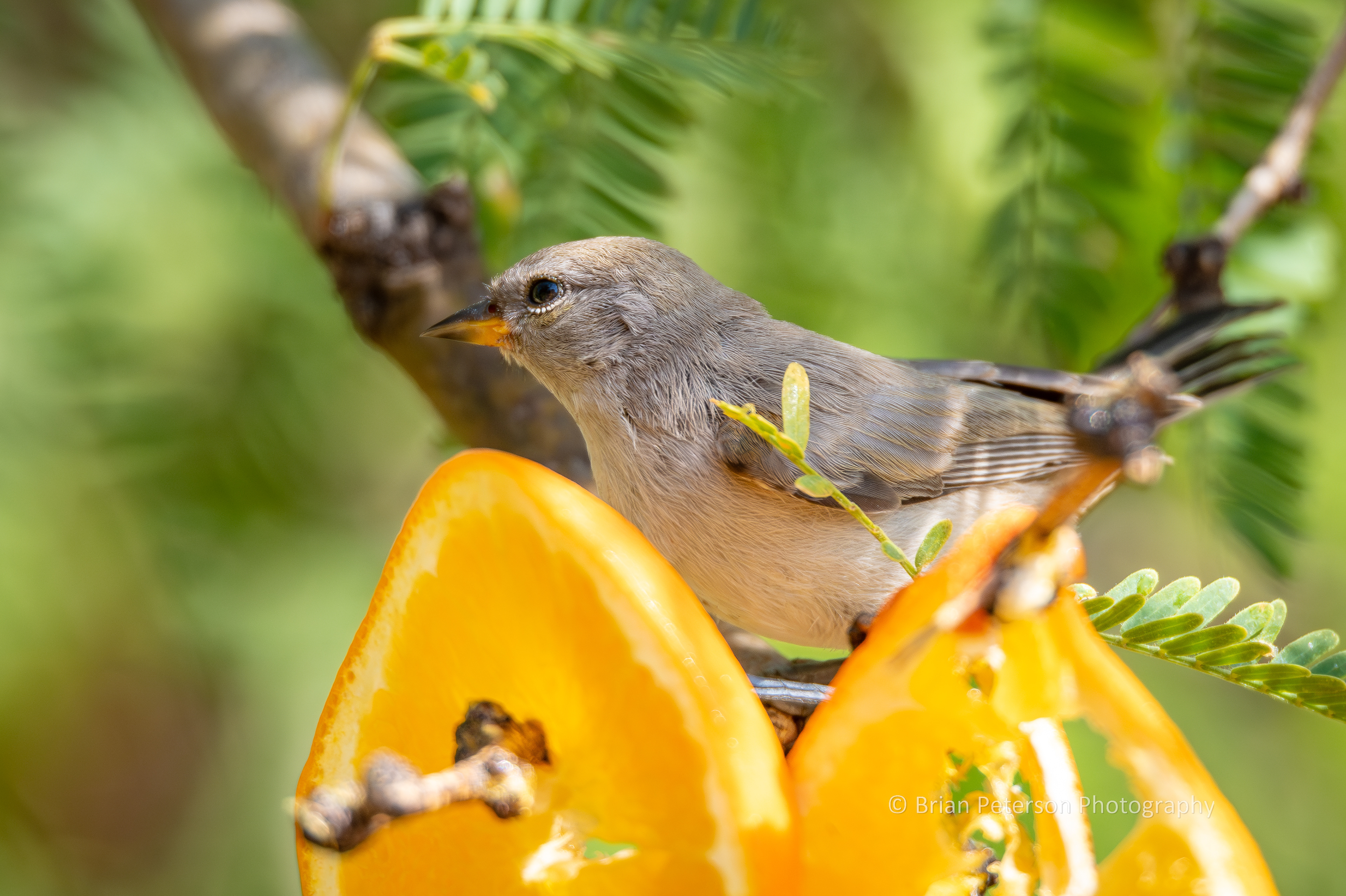 This is a juvenile verdin. The adults have yellow heads and red spots on the shoulders.