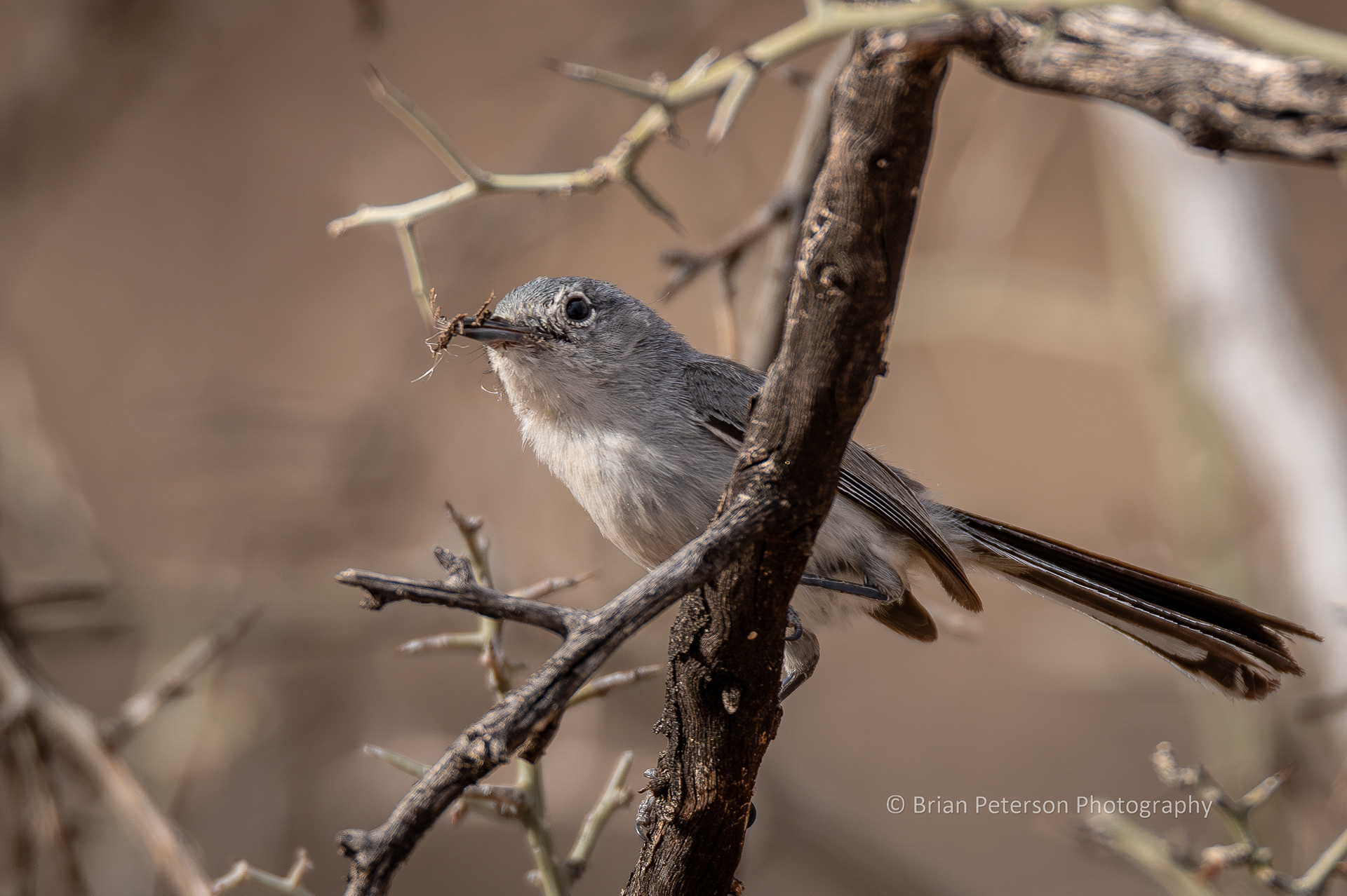 Black-tailed gnatcatcher with insect in beak.