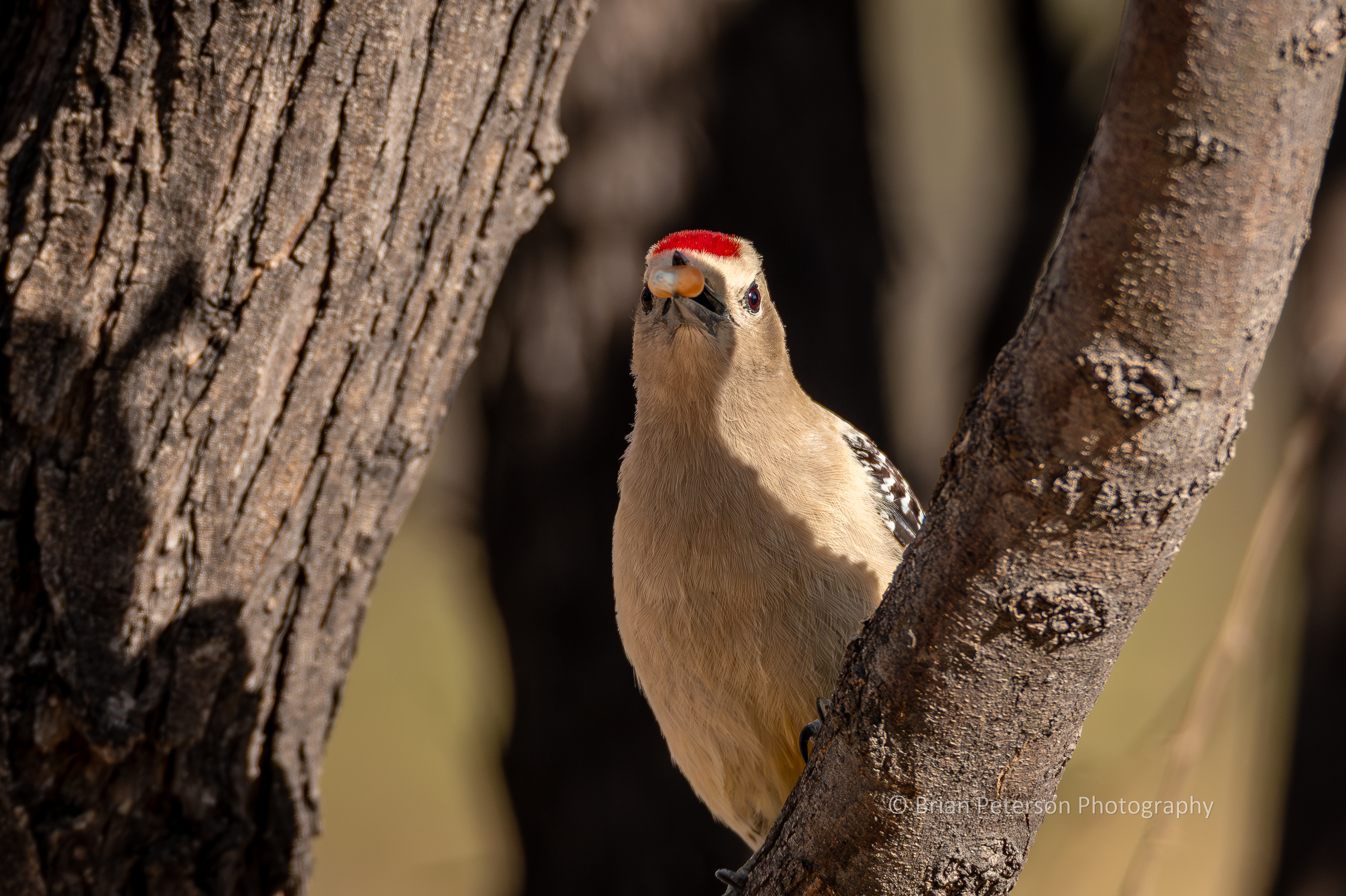 Gila woodpecker at my semi-secret birding spot somewhere in the vast wilderness of Cochise County, Arizona.