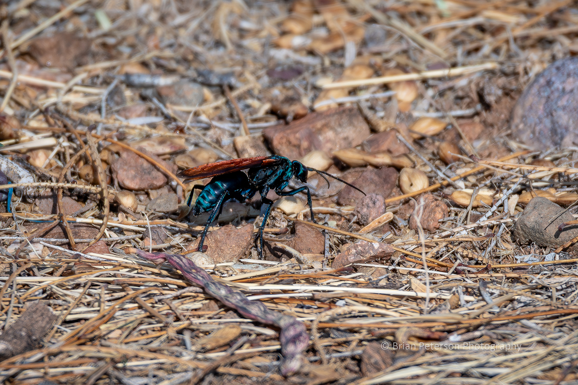Tarantula hawk wasp looking for a tarantula to kill.