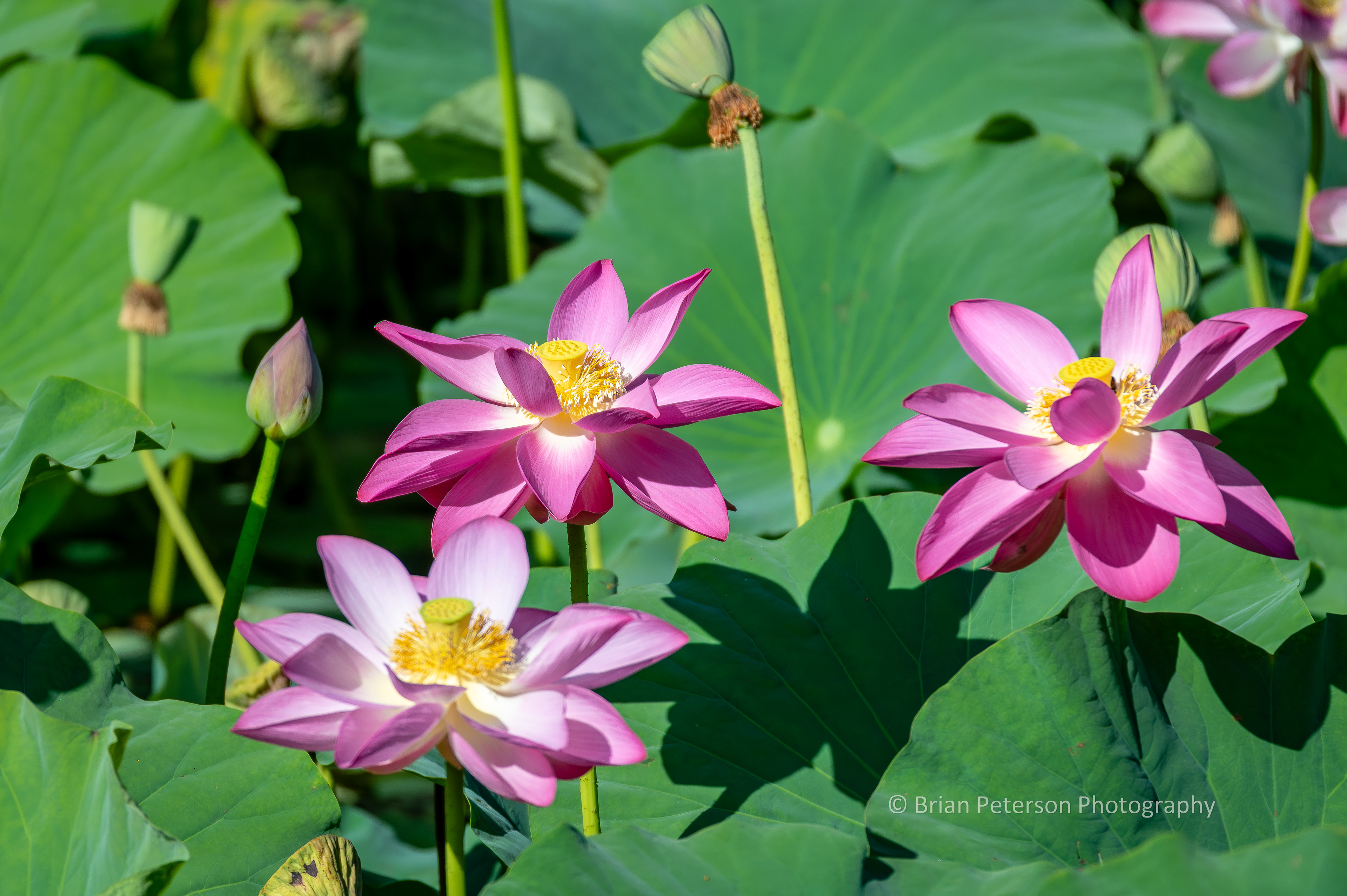 More of the giant flowers.