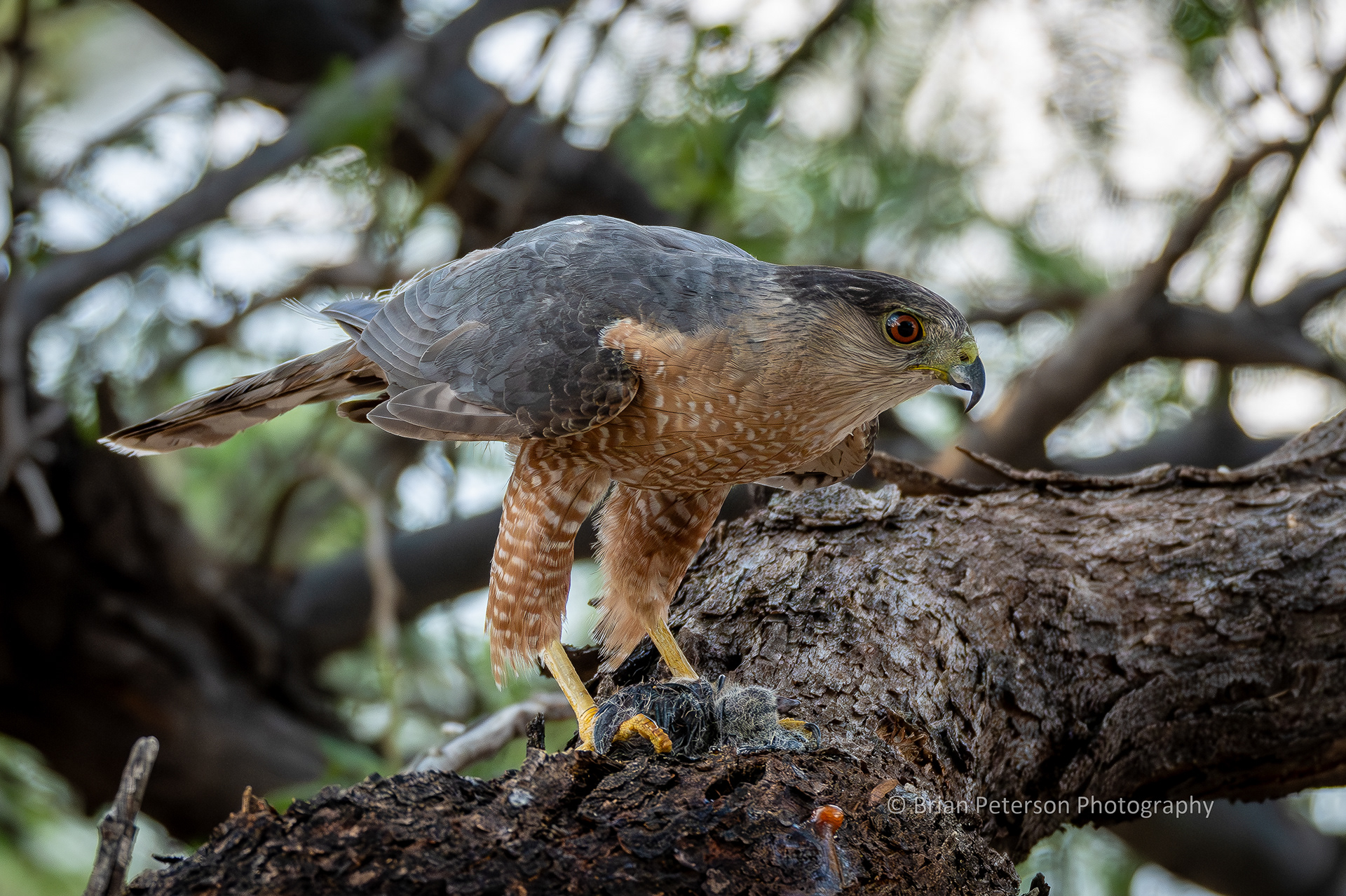 Standing on his catch.