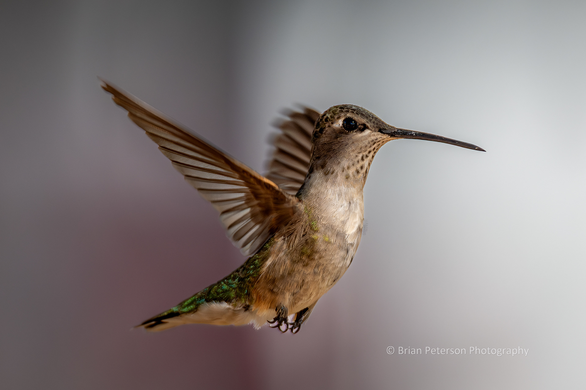 Female black-chinned hummingbird flying in my backyard.