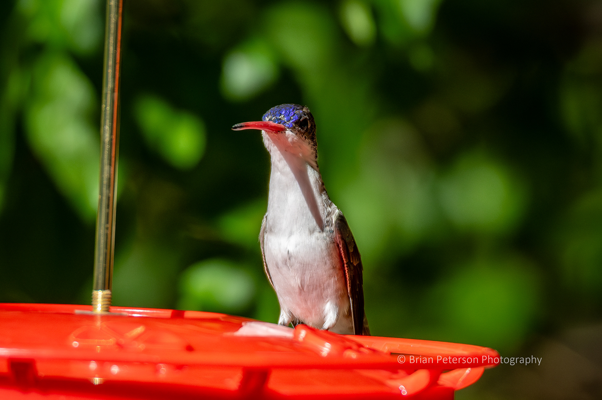 Violet-crowned hummingbird in its natural environment. And before you question "natural environment," you only ever see them at feeders, and the violet-crowned live there, so...