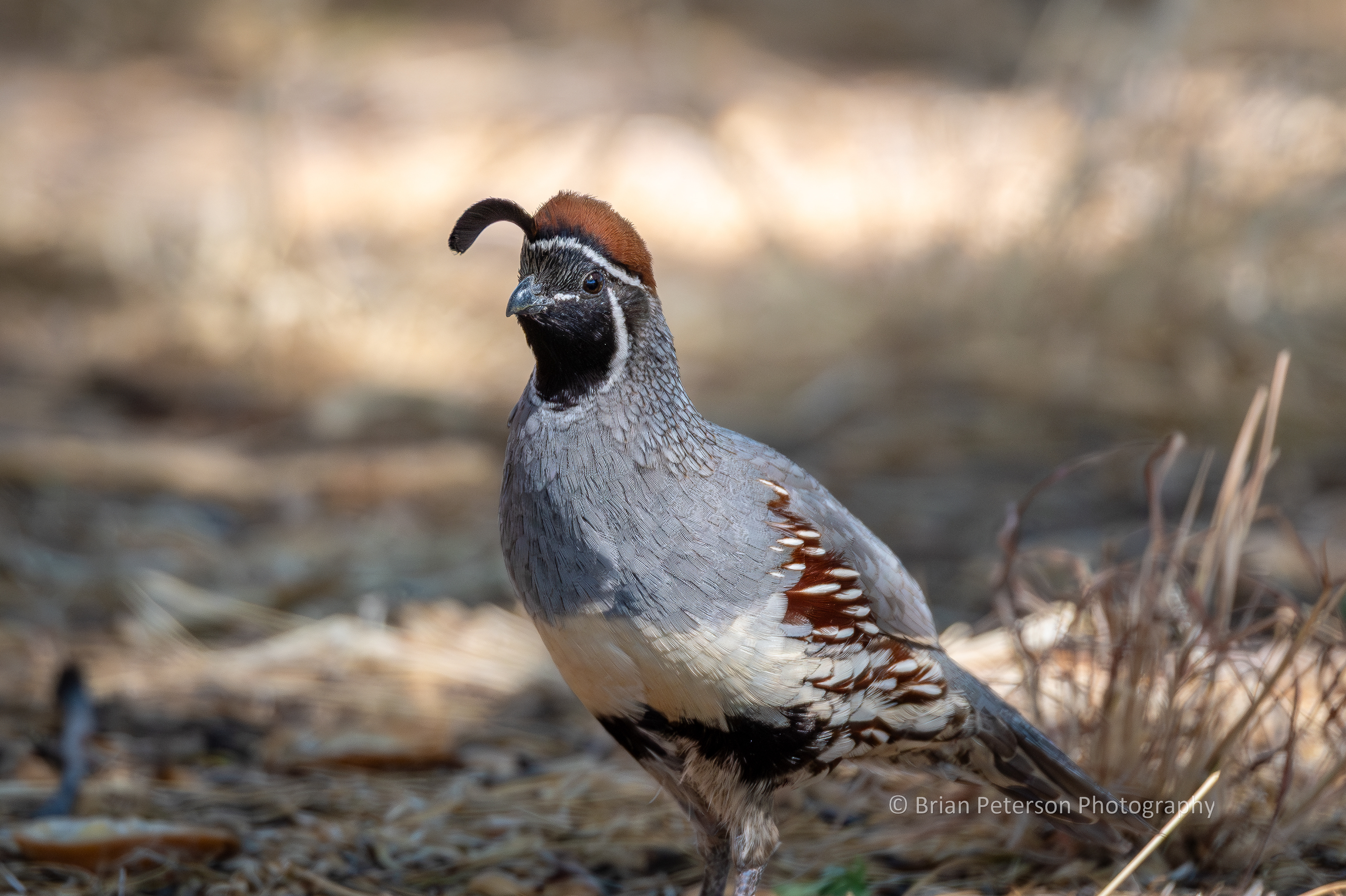 Gimpy, the lame Gambel's quail male.