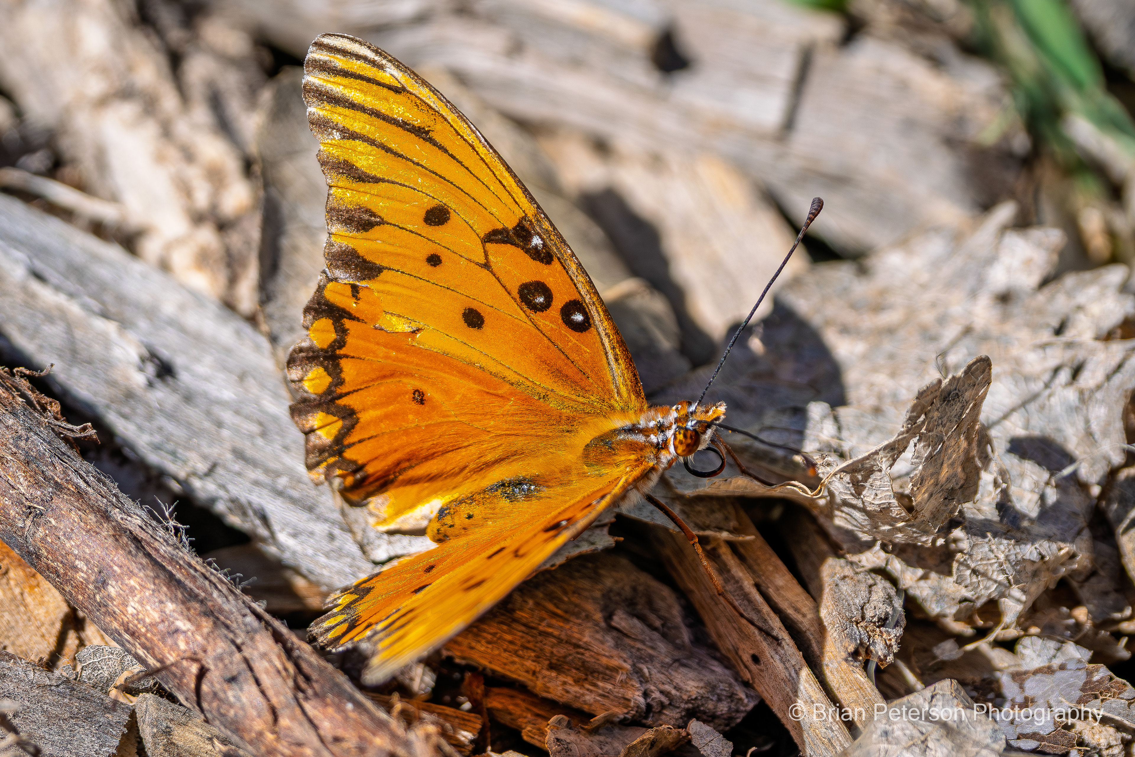 Gulf Fritillary butterfly