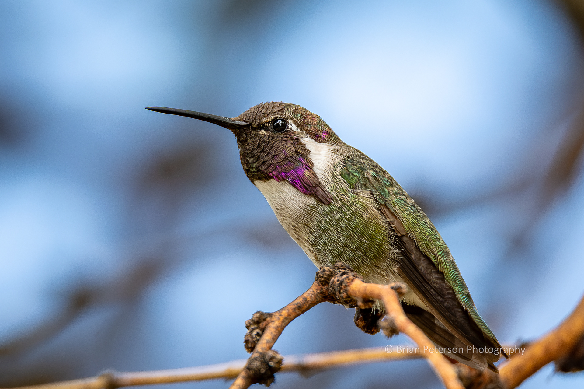 Male Costa's perching in the mesquite.