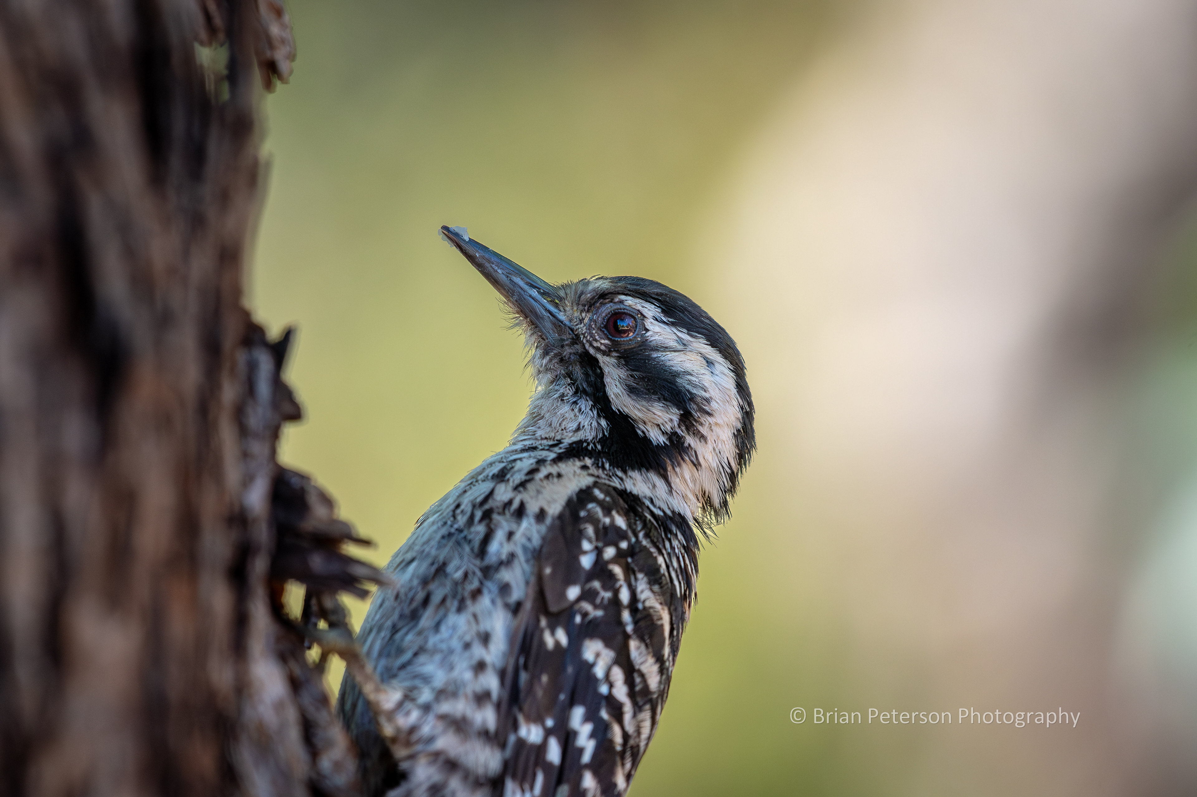Here is a way close ladder-backed woodpecker; like almost too close to focus!