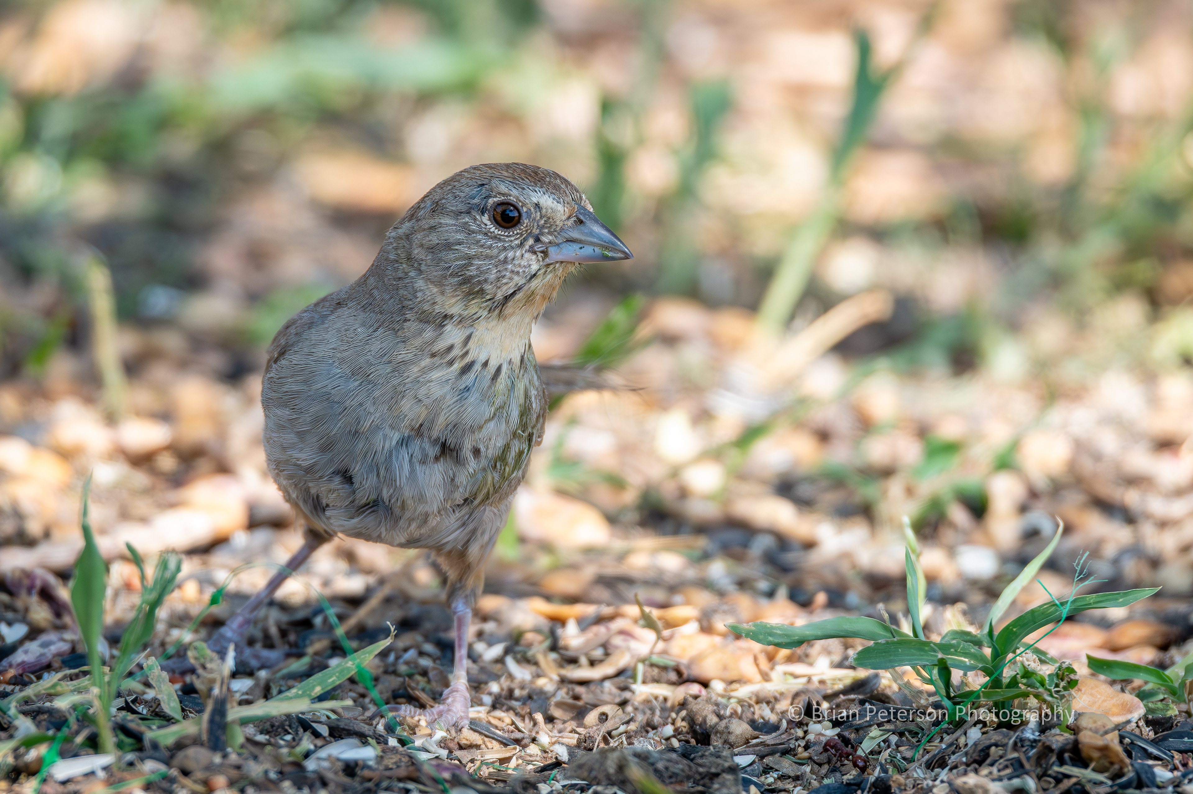 Canyon towhee foraging.