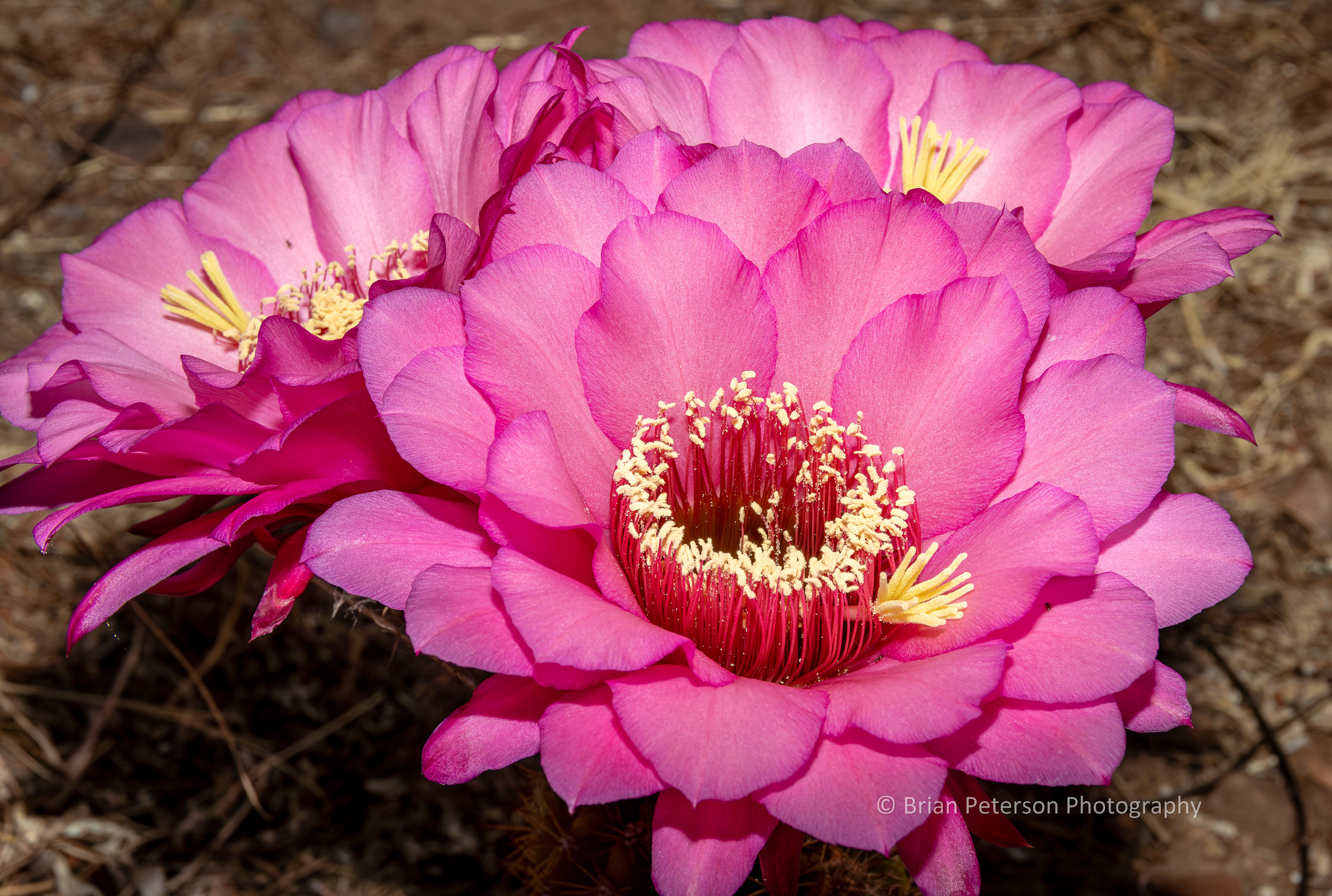 Last night the hedgehog cactus bloomed for the second time this spring. This is a flash photograph just at sunrise today.