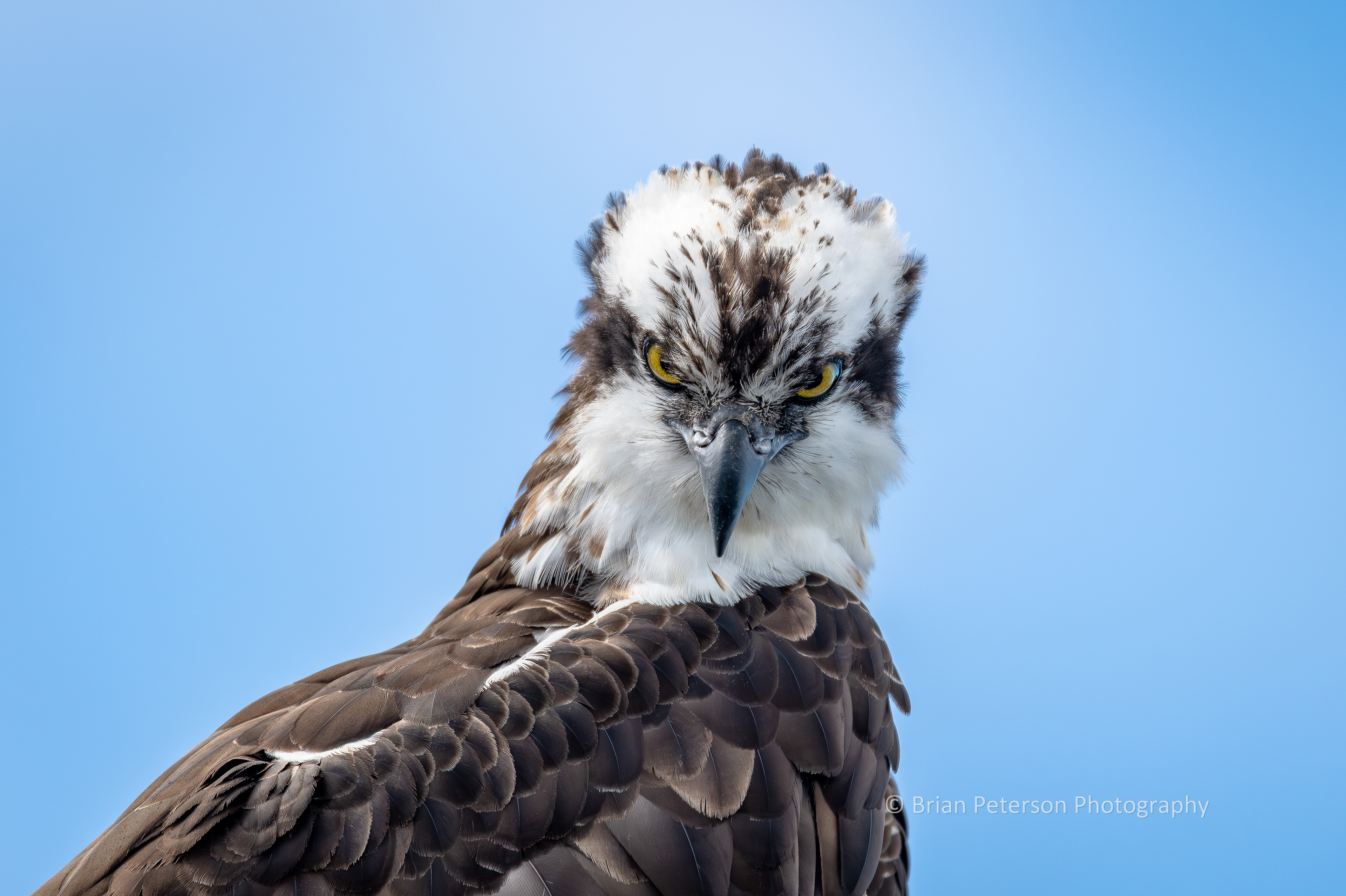 DSC_1532: Osprey Closeup
