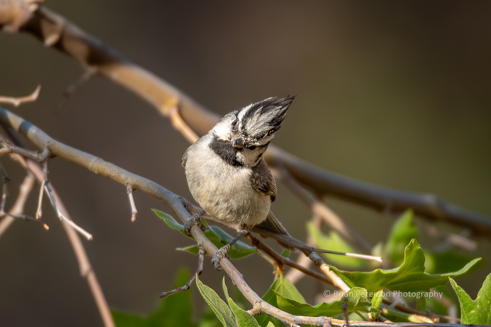 Check out the feather detail.