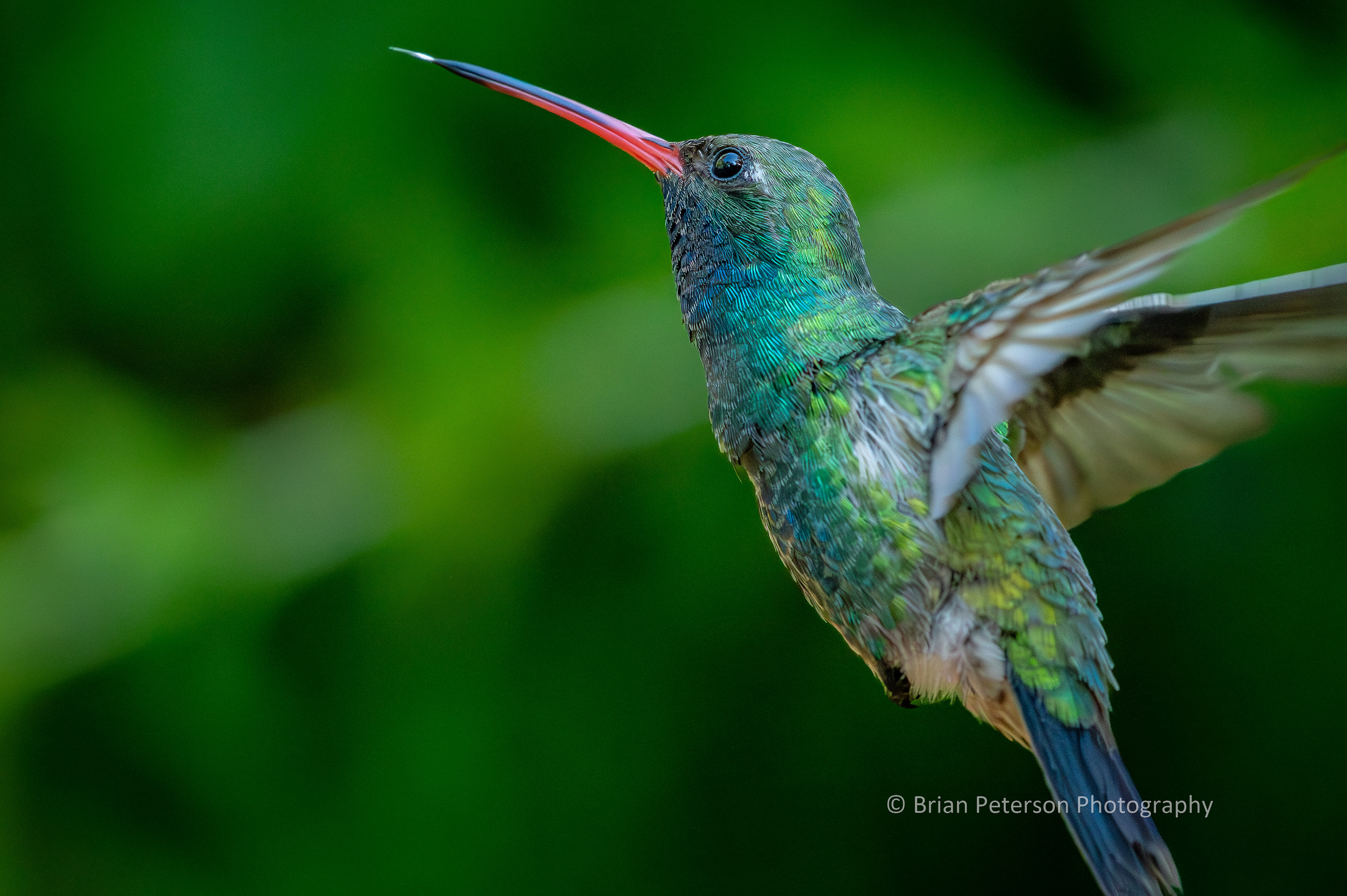 Another super-close male broad-billed; flying with his tongue out!