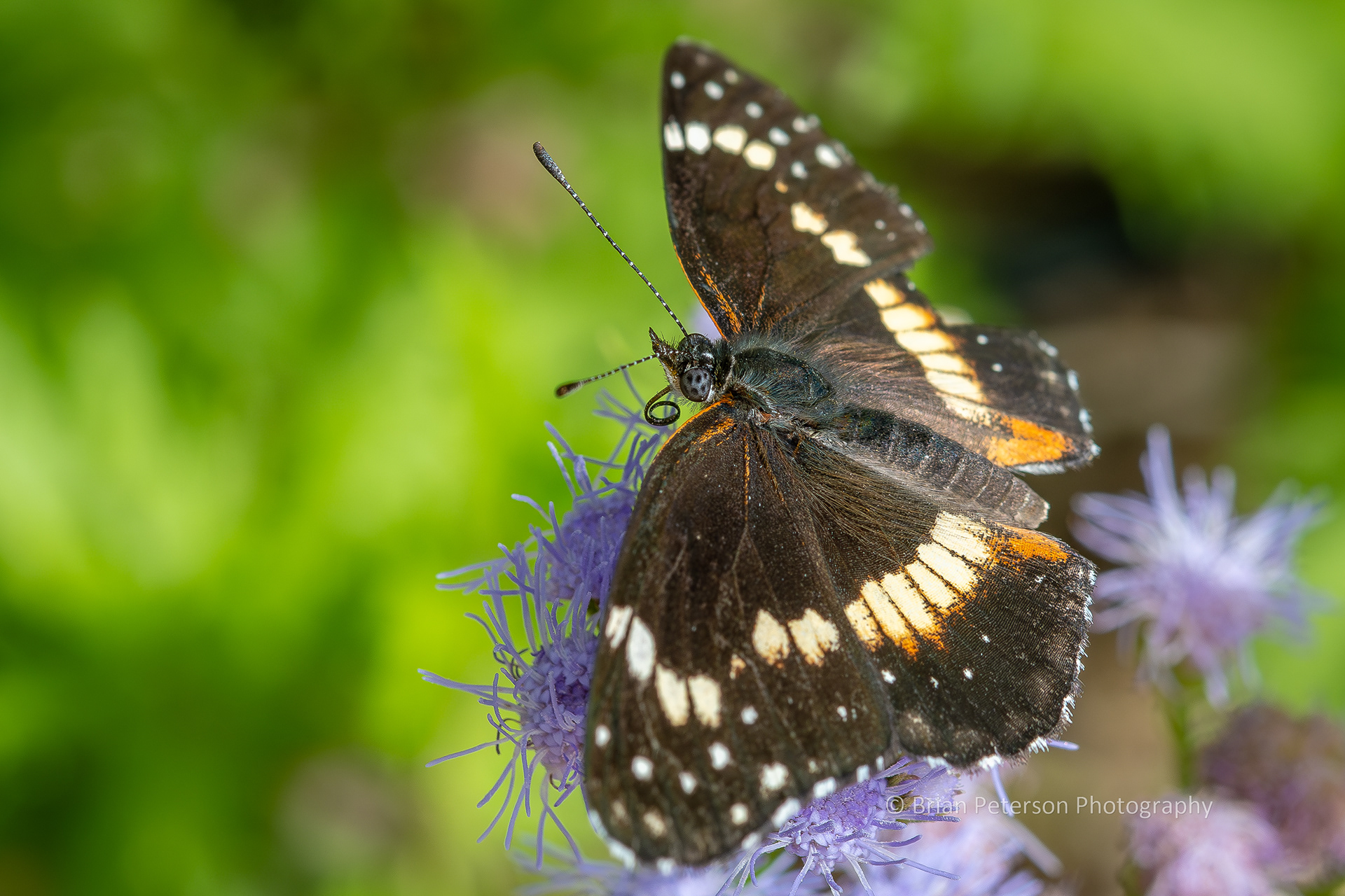 Bordered patch butterfly.