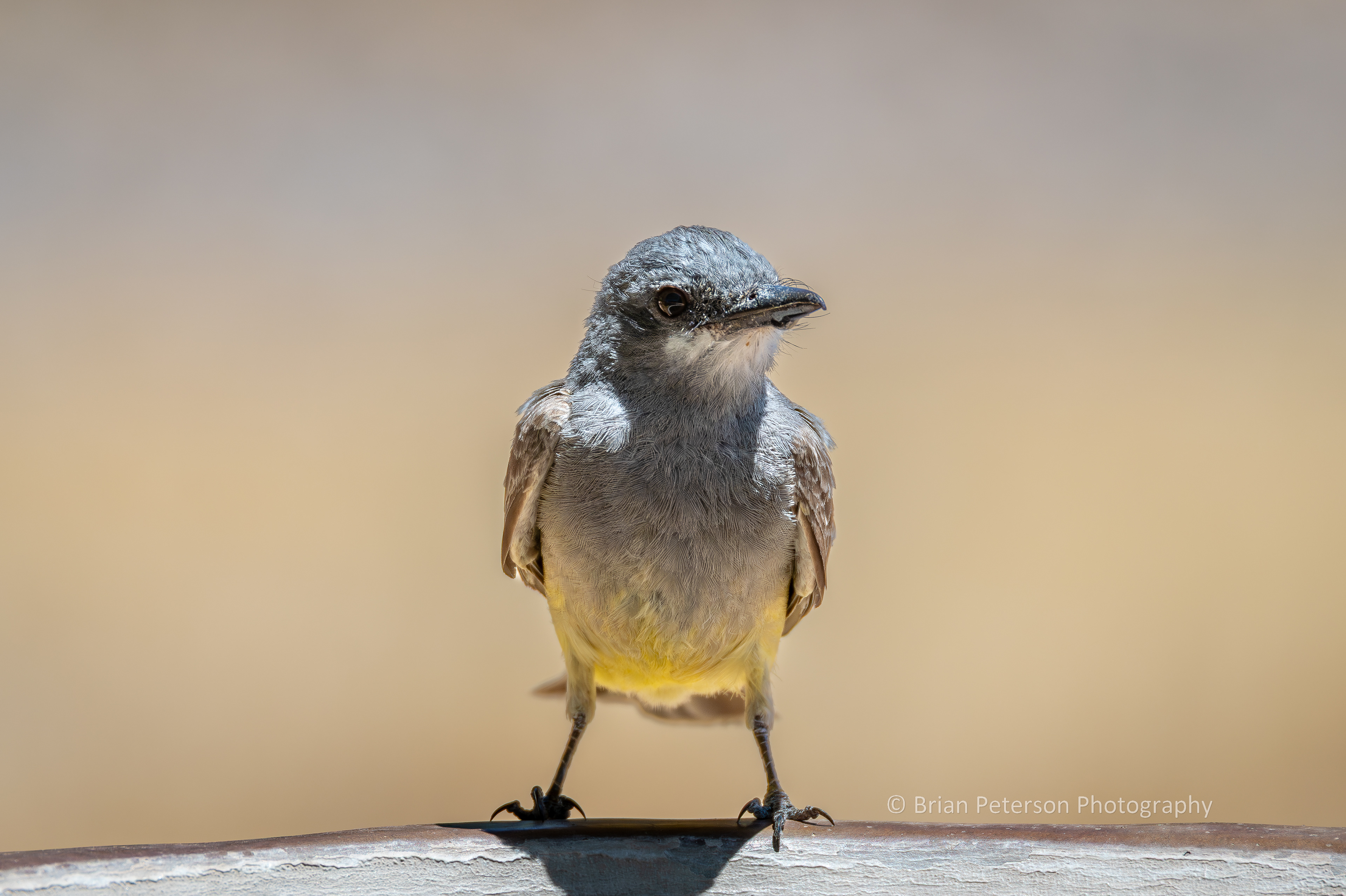Cassin's kingbird at the birdbath for some water.