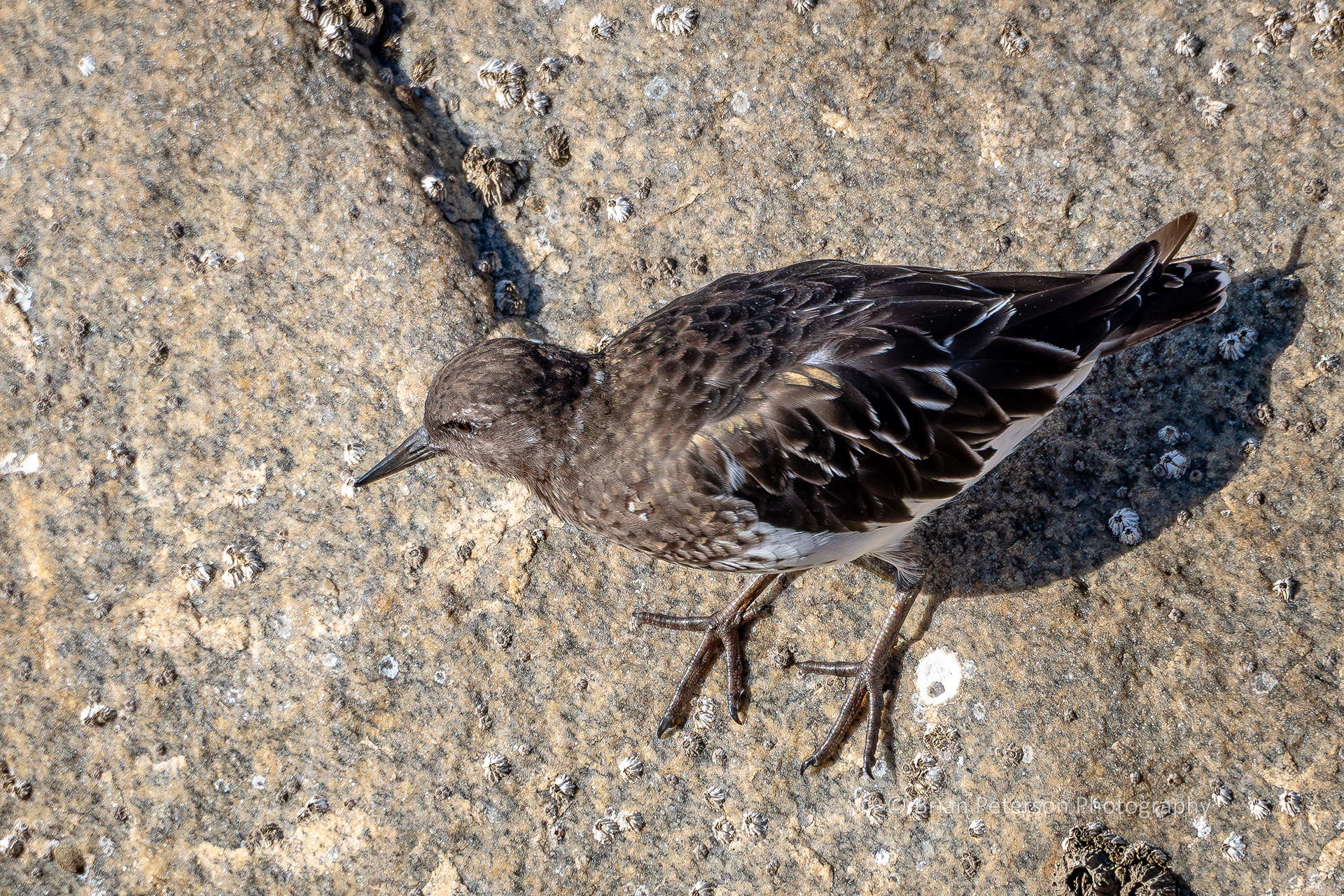 DSC_1720: Black Turnstone Bird from Above