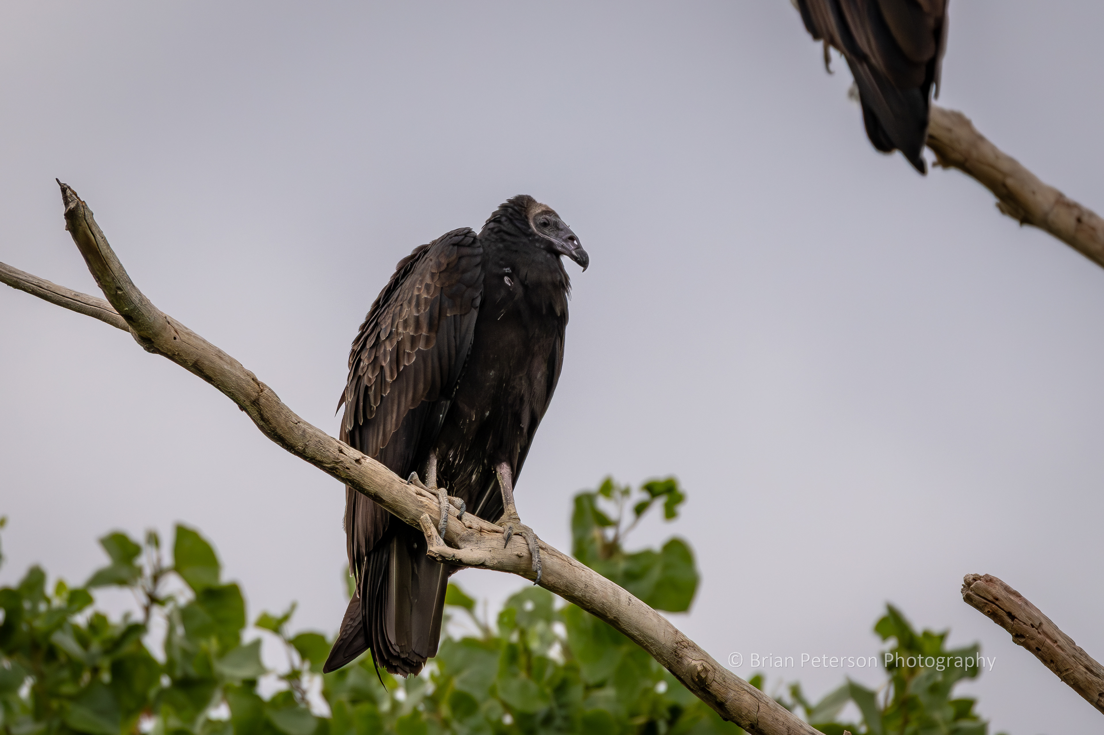 This is a juvenile turkey vulture.