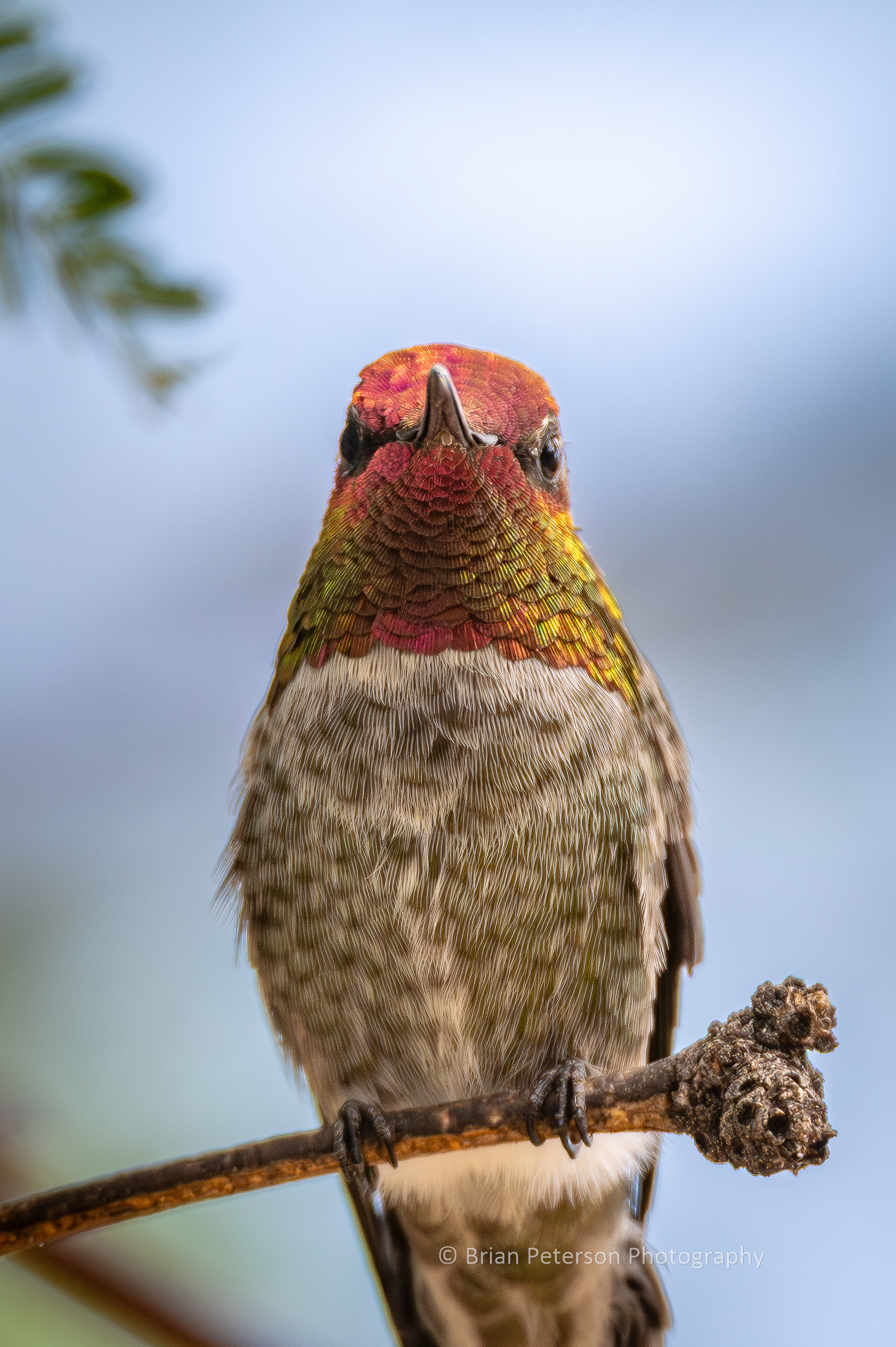 Male Anna's hummingbird guarding all the feeders at once.
