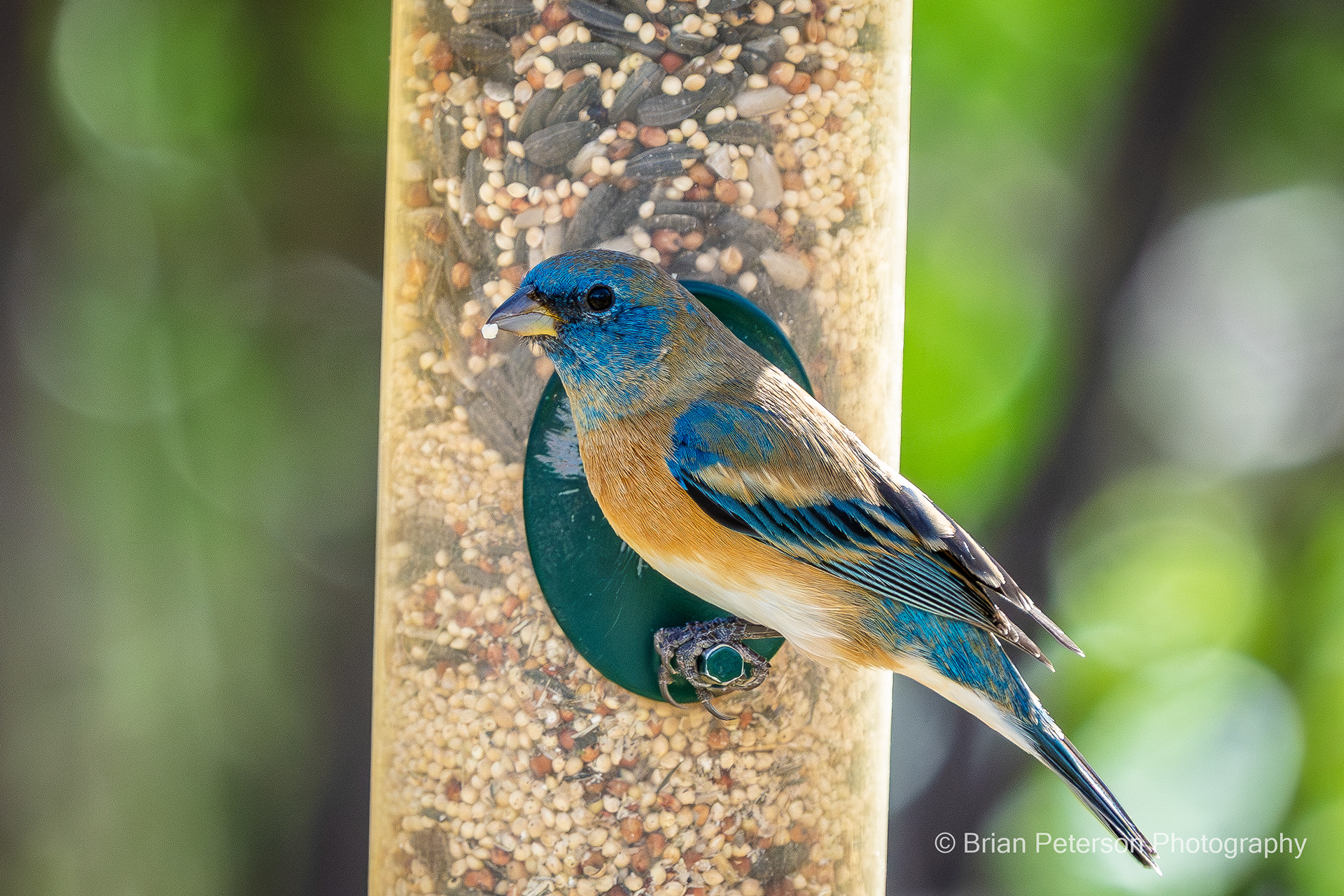 Male Lazuli Bunting in his natural environment.