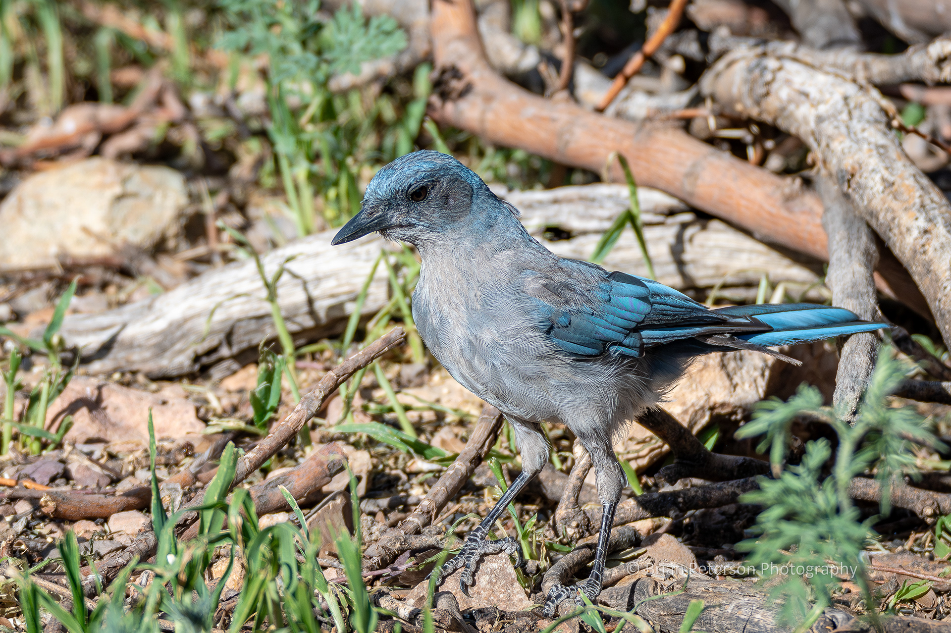 This is a Mexican jay.