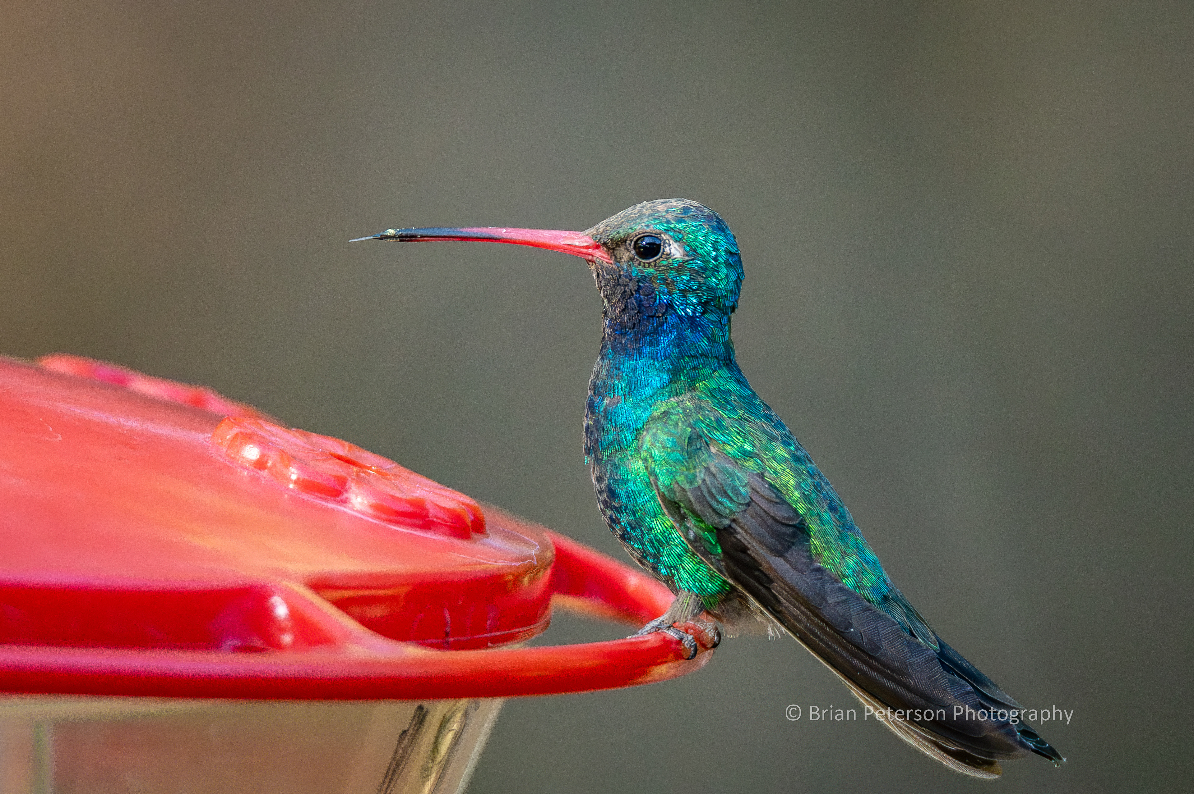 Male broad-billed hummingbird sticking out his tongue at the hummingbird feeder.