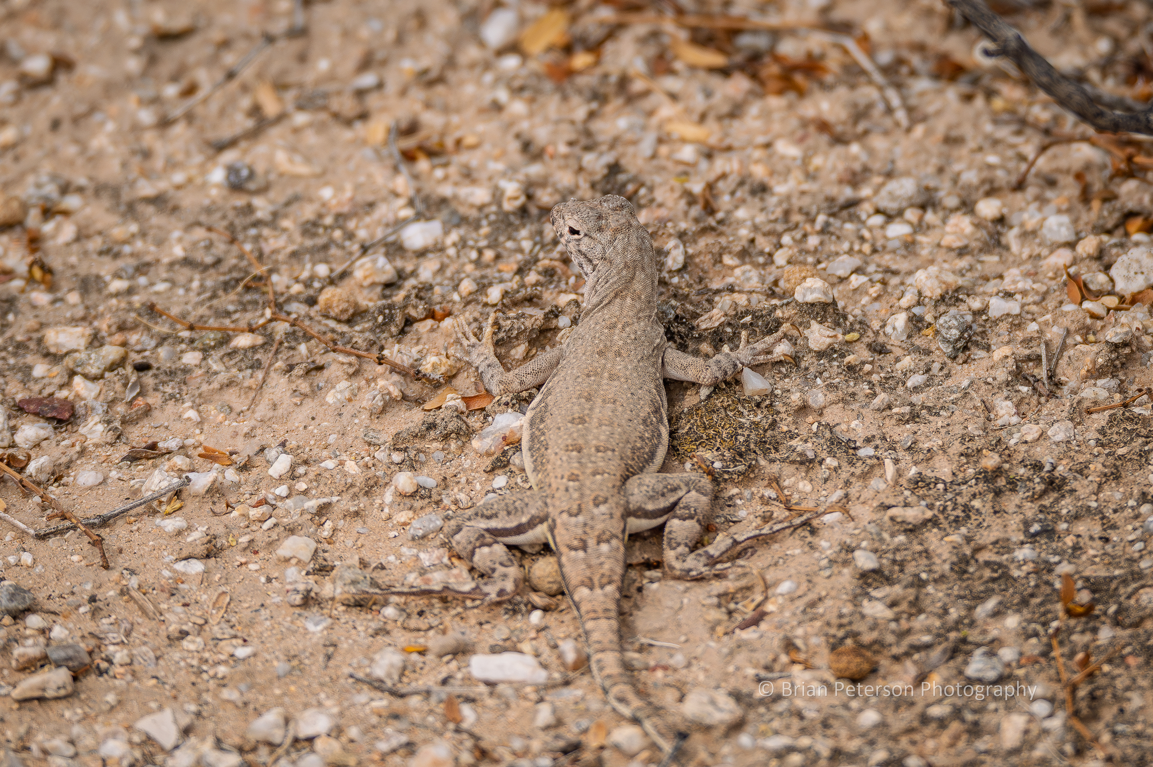 This is a greater earless lizard at Sabino Canyon Recreation Area.