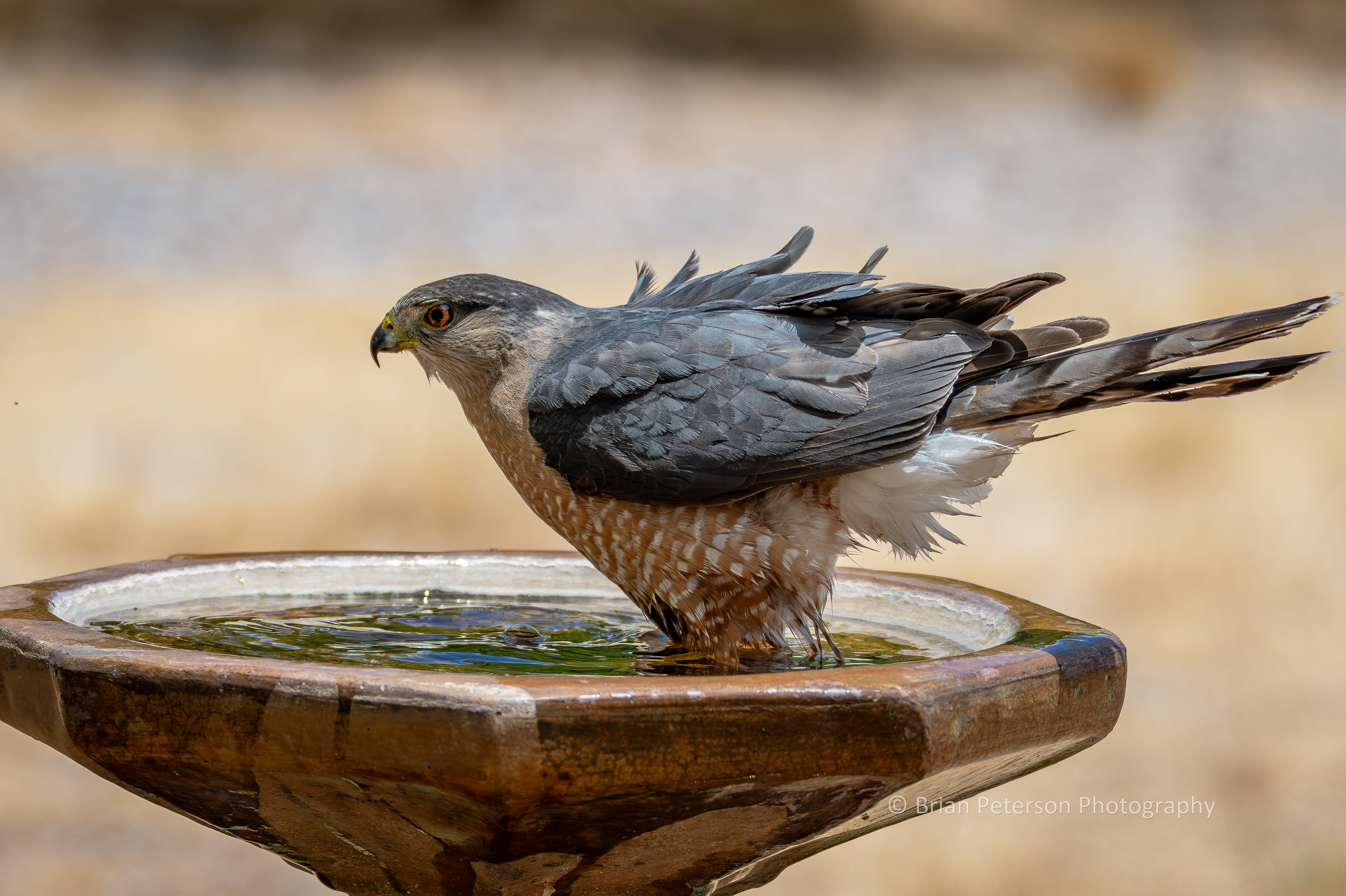 Alice the Cooper's hawk splashing in the birdbath.
