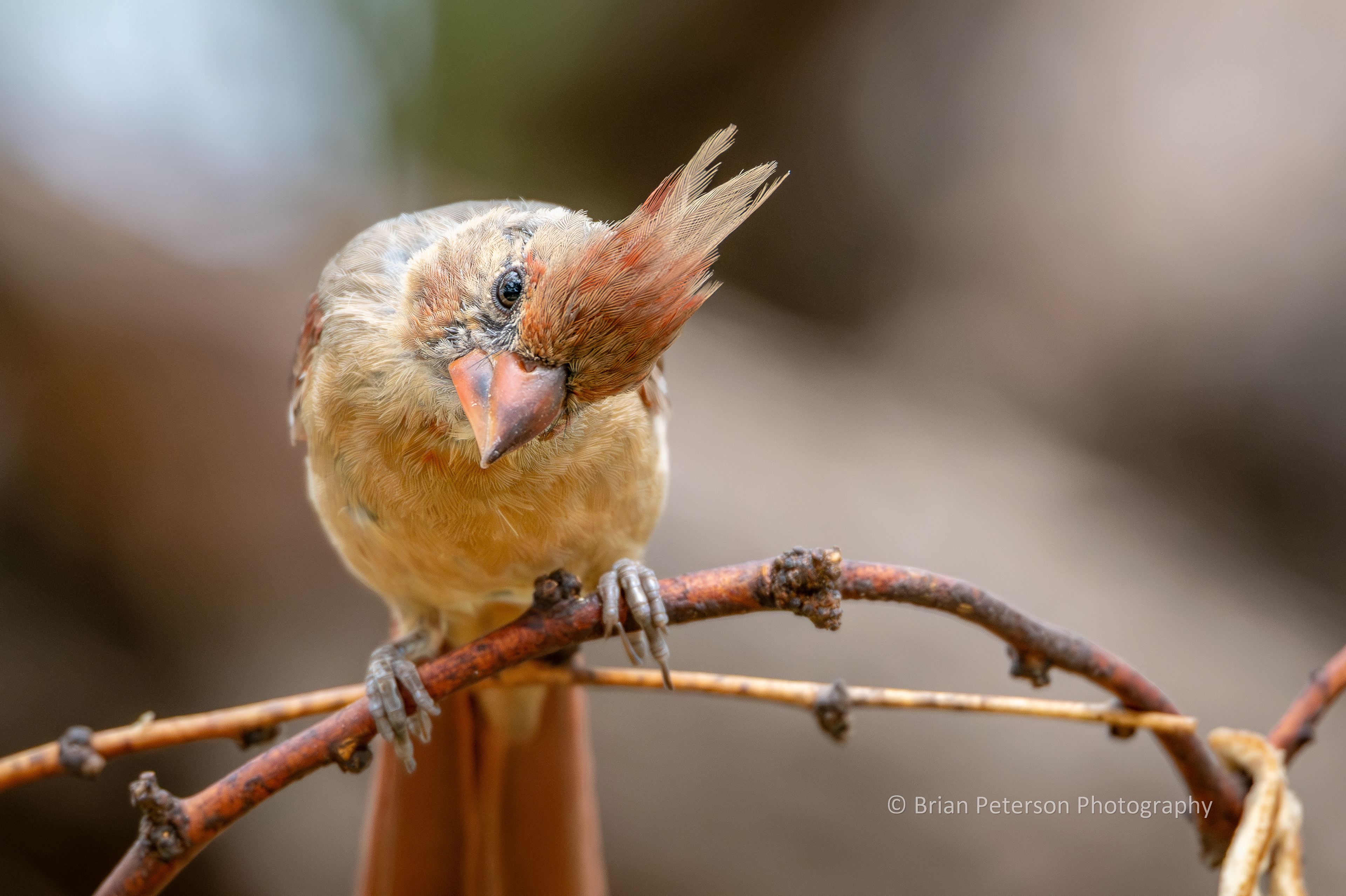 Fledgling female northern cardinal.