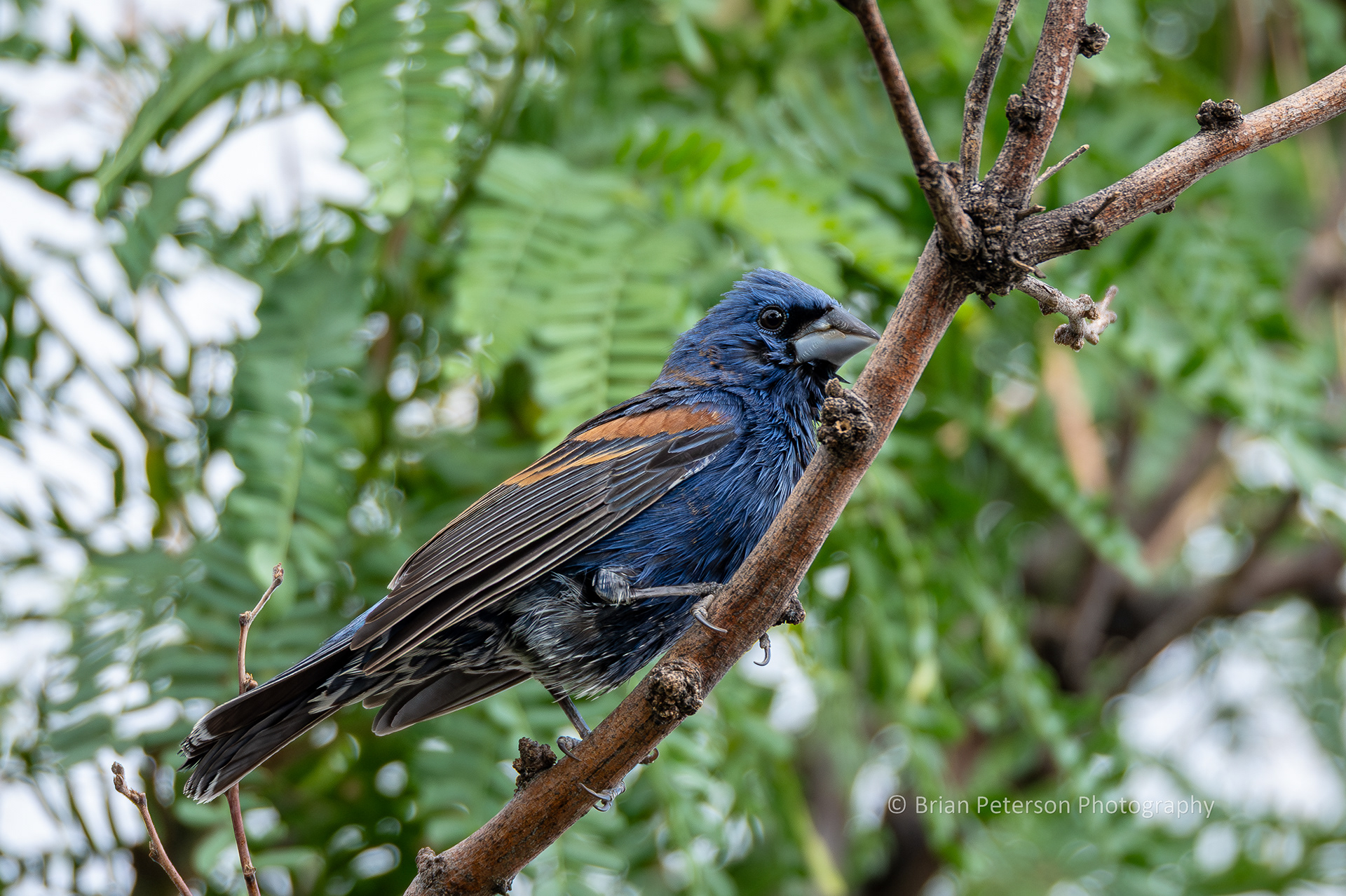 Another blue grosbeak at the San Pedro House.