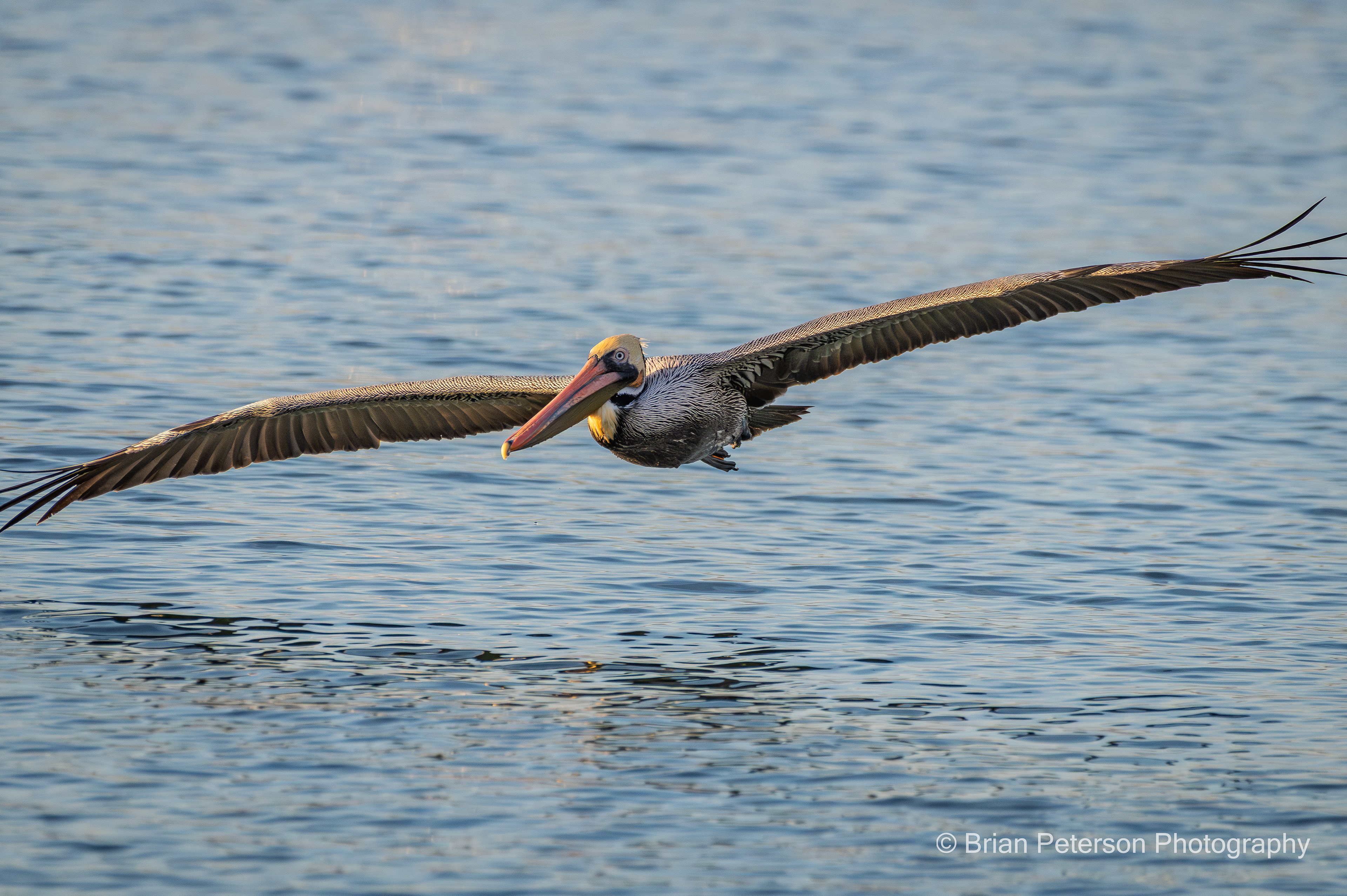 Brown pelican