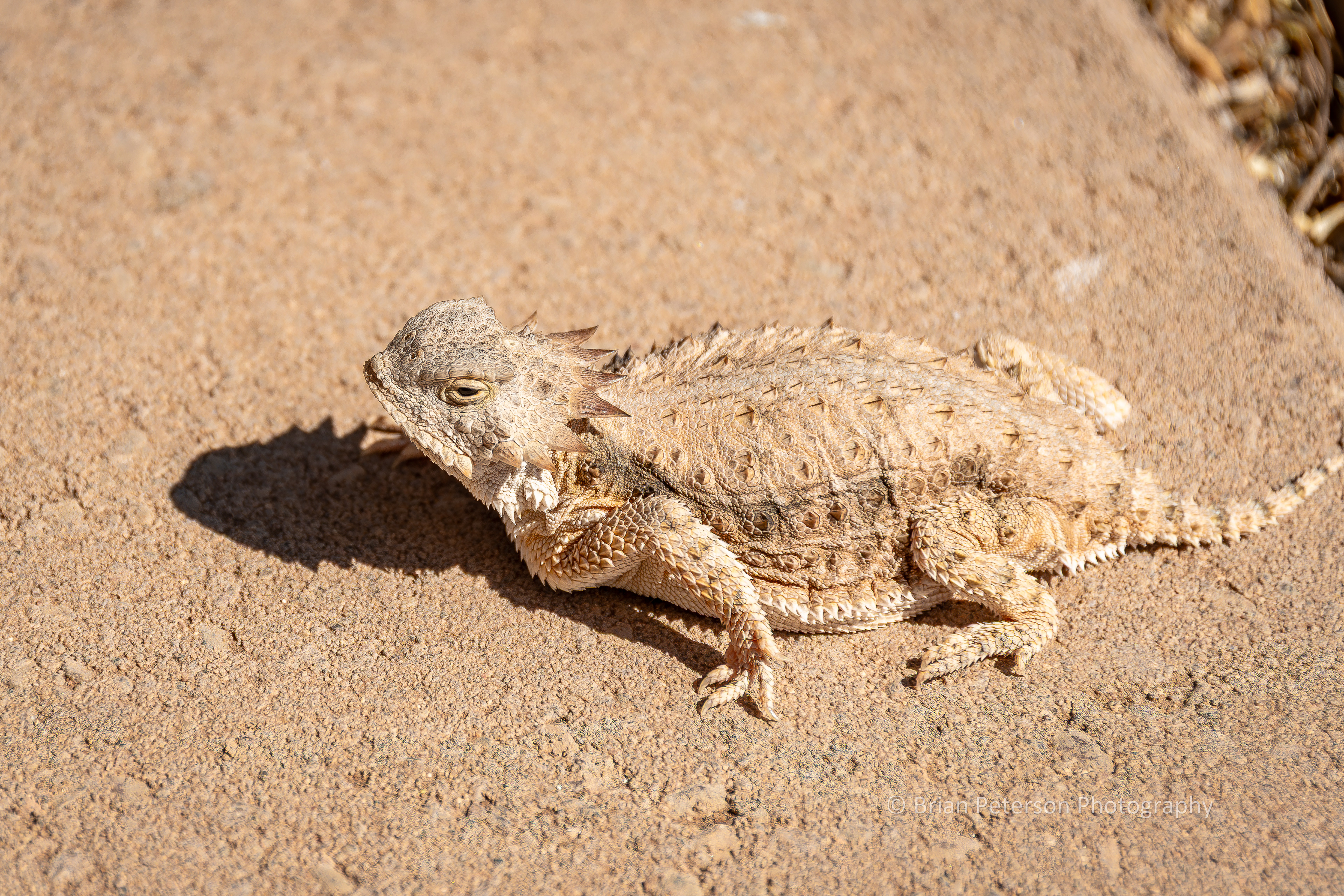 Wife almost stepped on this horned lizard, because it blended in so well.