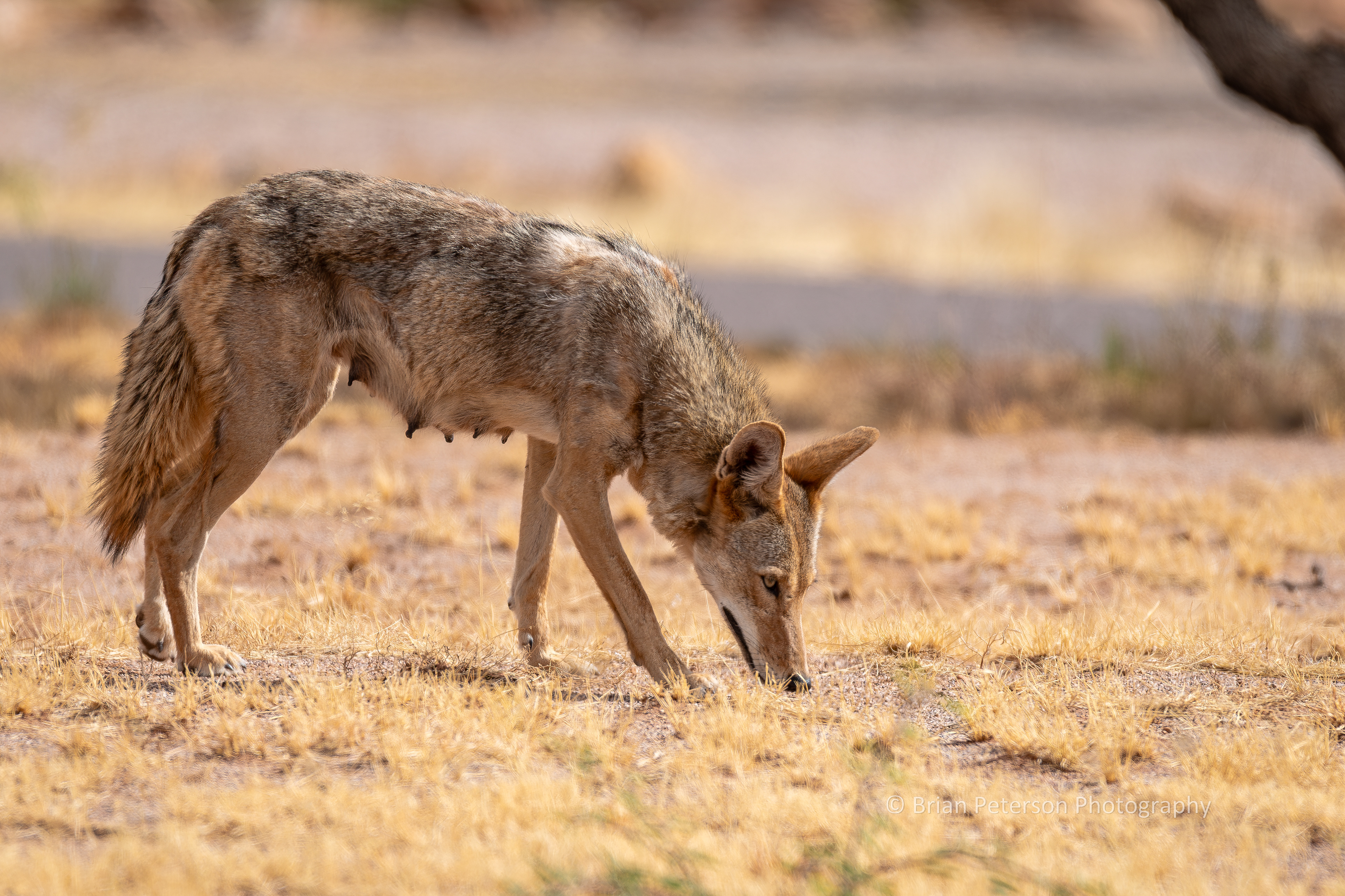 This coyote evidently recently whelped. She was a block from my house. There are some young coyotes somewhere.